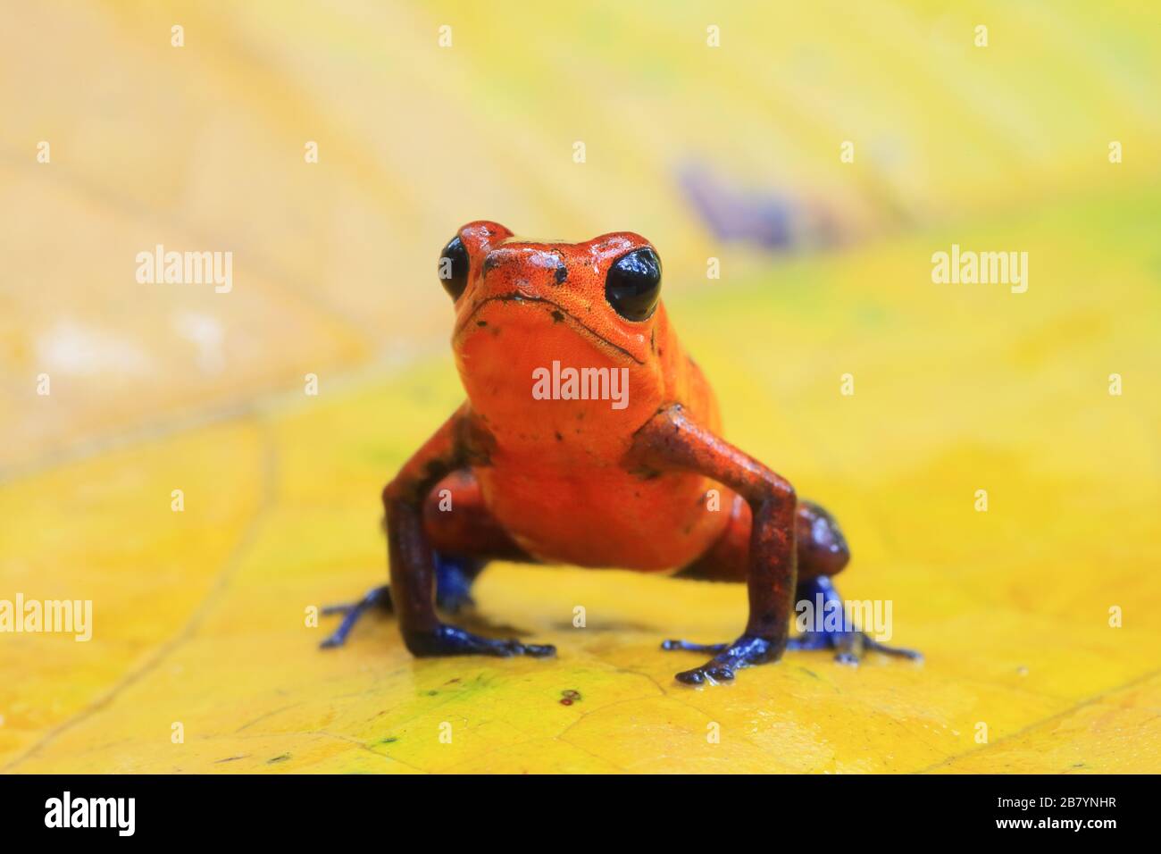 Frog di freccette avvelenate di fragole (Oophaga pumilio) nella foresta pluviale di pianura. La Selva Biological Station, pendio caraibico, Costa Rica. Foto Stock