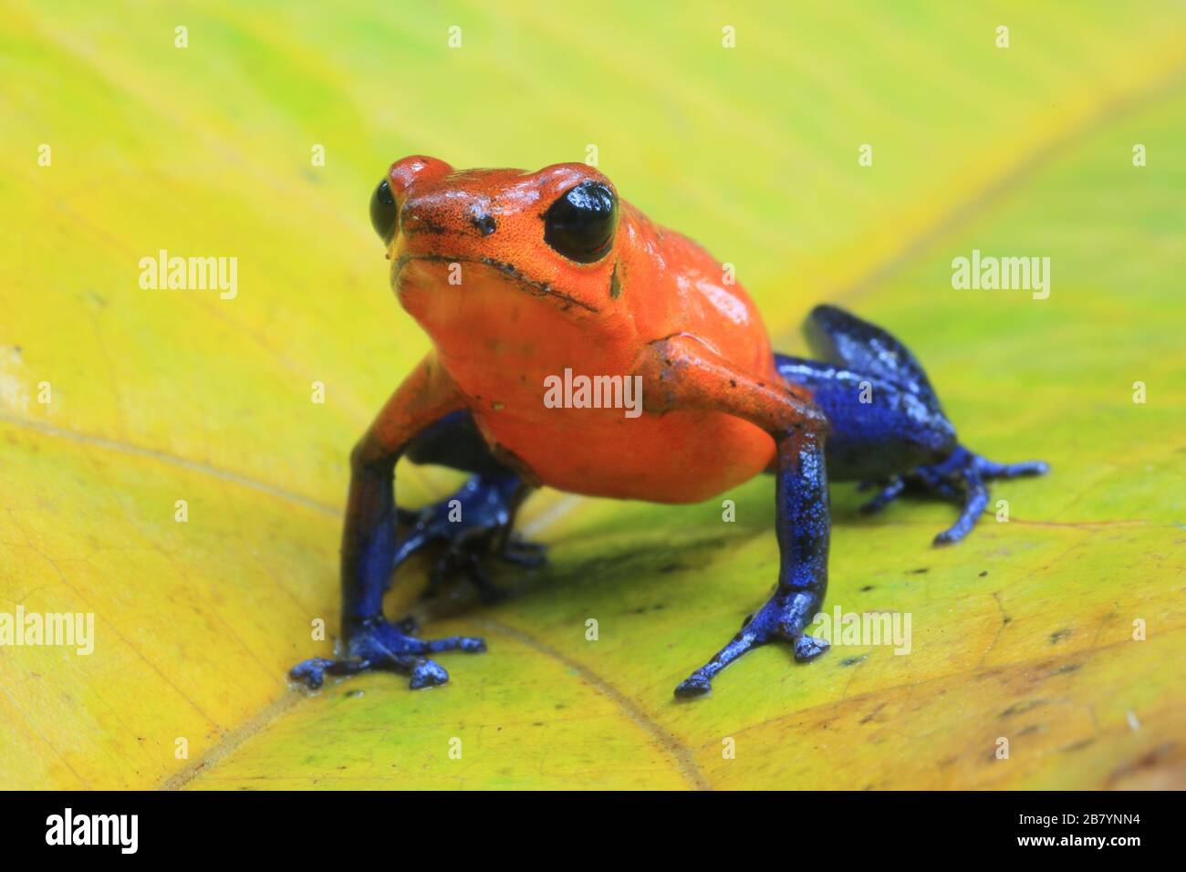 Frog di freccette avvelenate di fragole (Oophaga pumilio) nella foresta pluviale di pianura. La Selva Biological Station, pendio caraibico, Costa Rica. Foto Stock