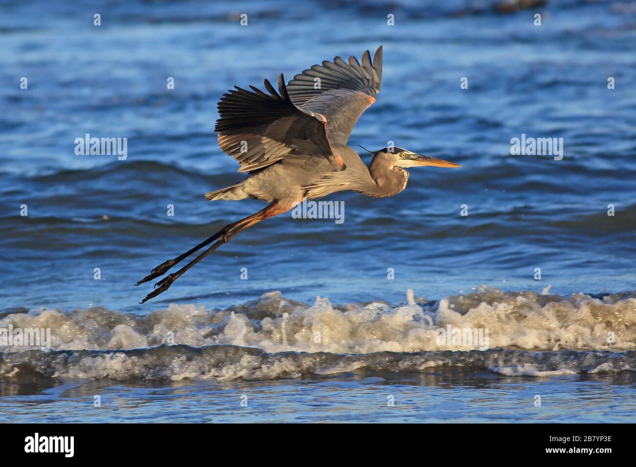 Grande airone blu (Ardea herodias) in volo. Conchal Beach, Guanacaste, Costa Rica Foto Stock