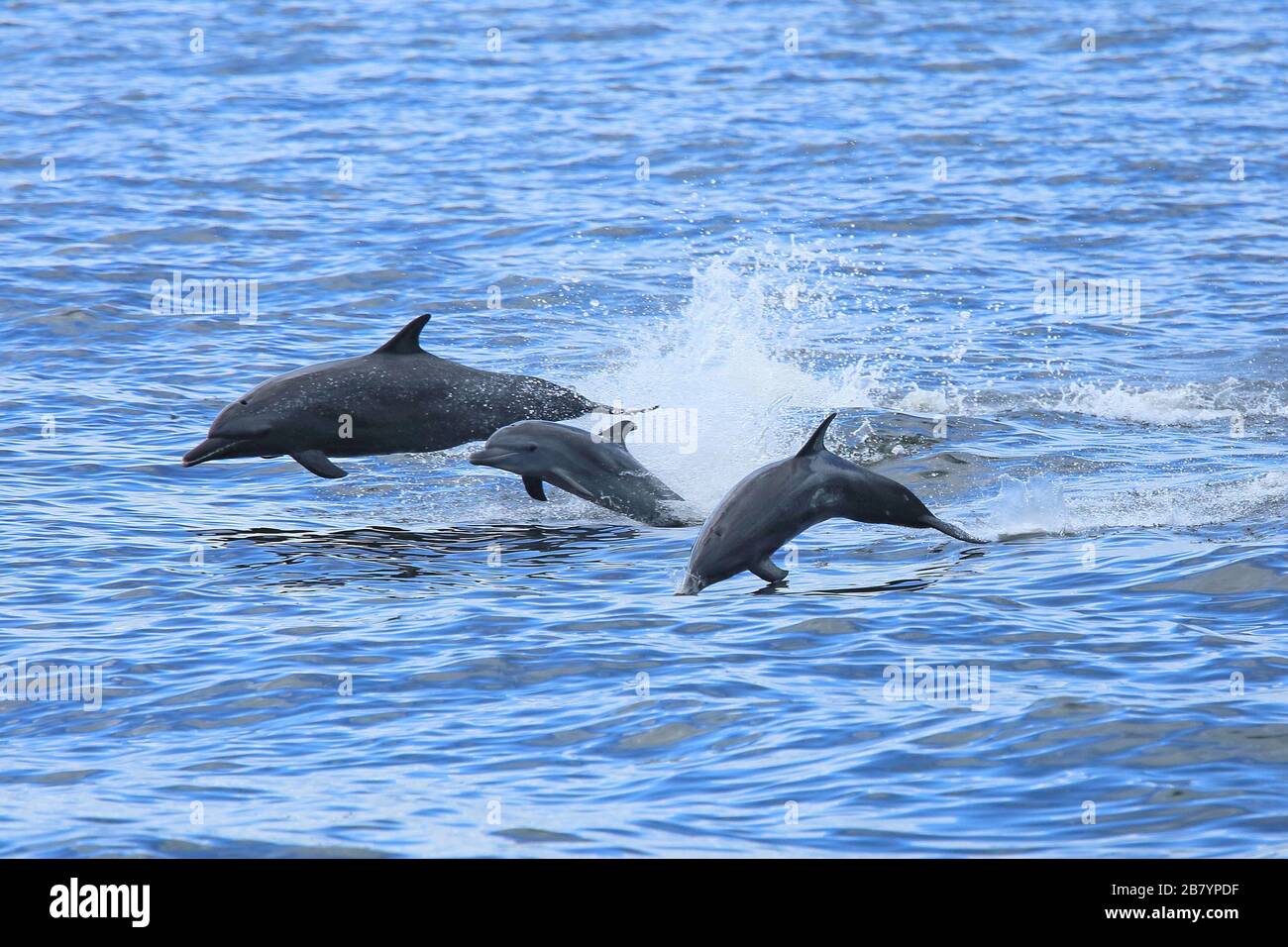 Gruppo di delfini tursiopi (Tursiops truncatus) che saltano. Penisola di Papagayo, Guanacaste, Costa Rica. Foto Stock