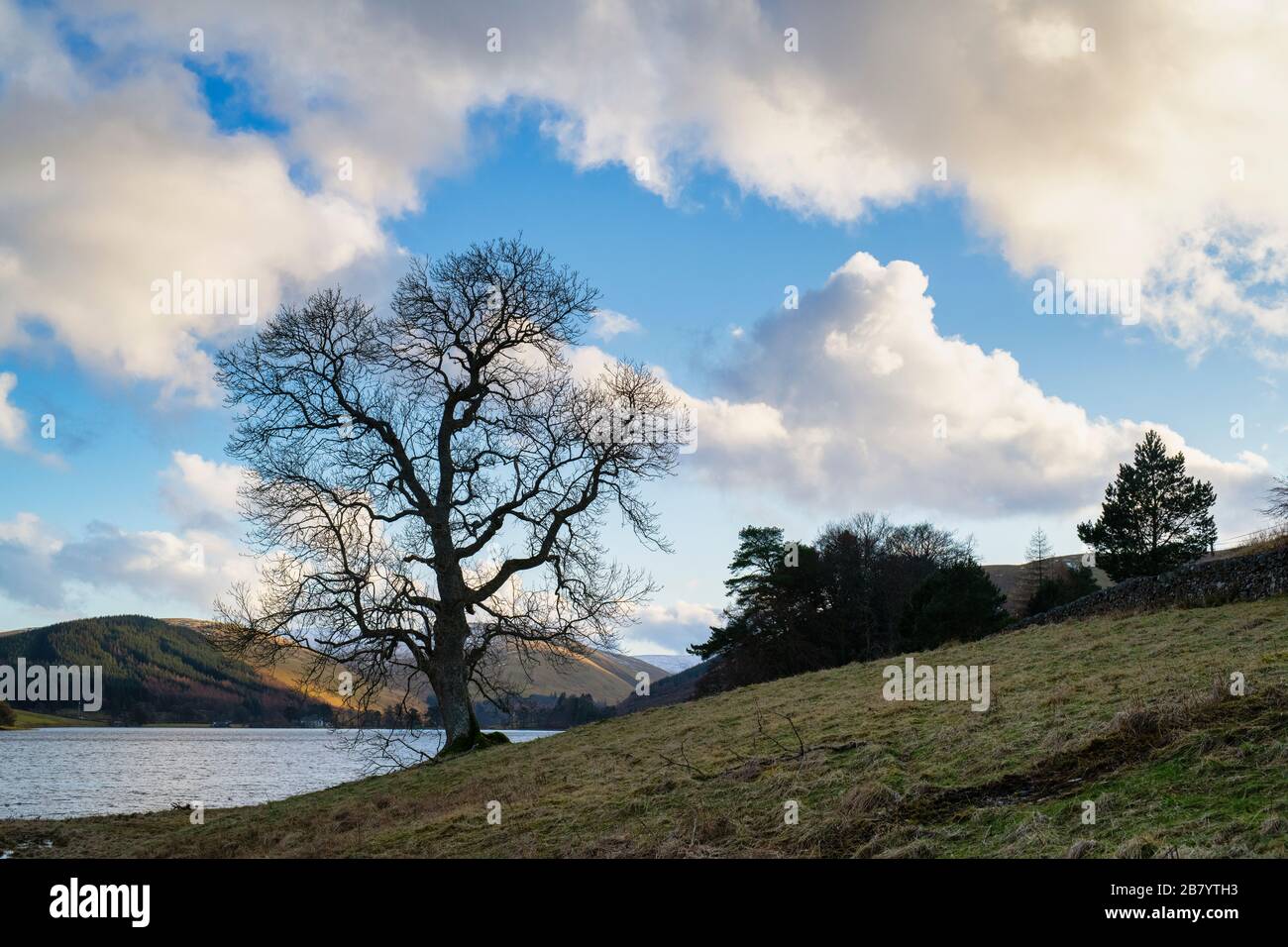 Silhouette inverno albero lungo il bordo di St Marys Loch. Confini scozzesi, Scozia Foto Stock