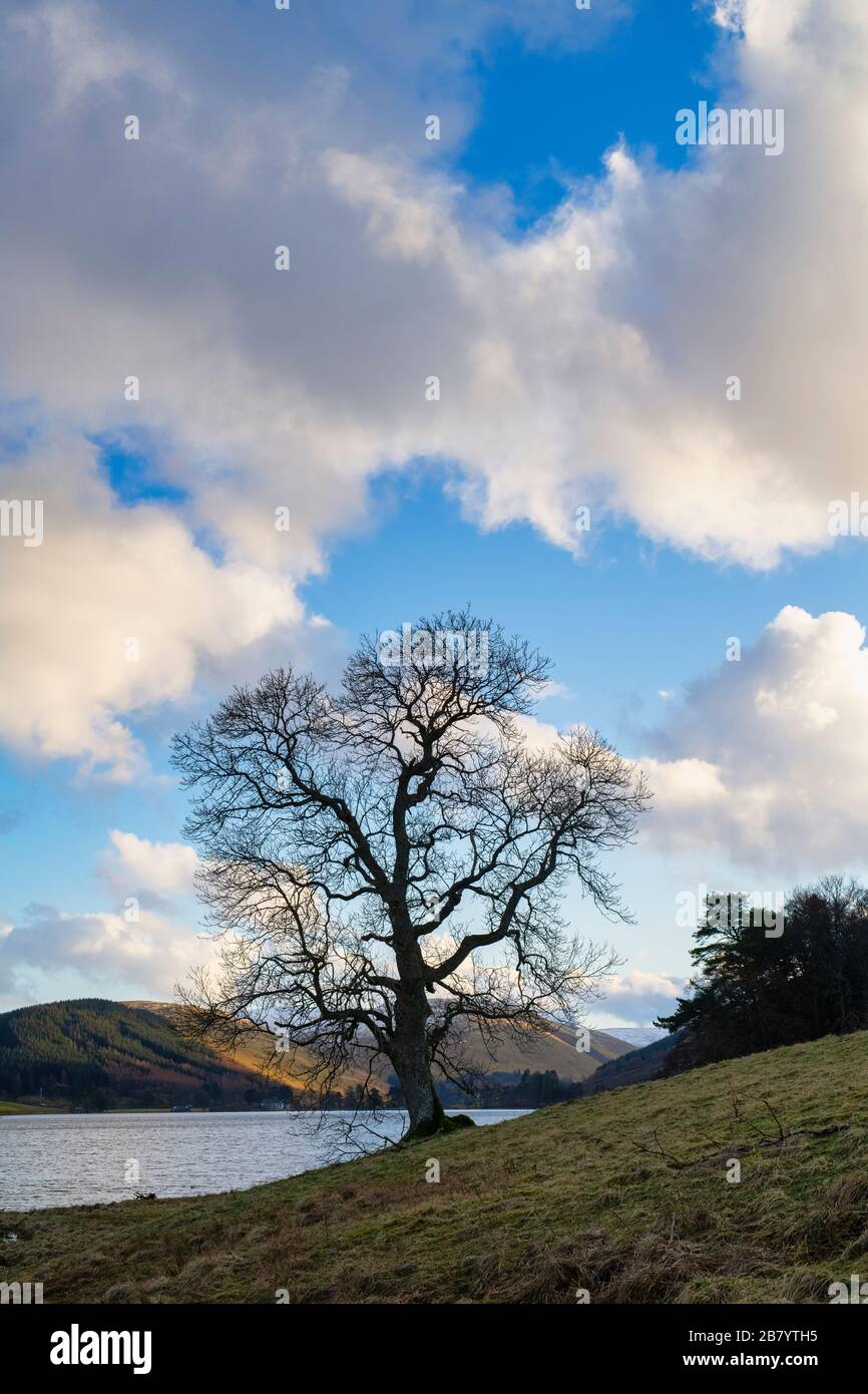 Silhouette inverno albero lungo il bordo di St Marys Loch. Confini scozzesi, Scozia Foto Stock