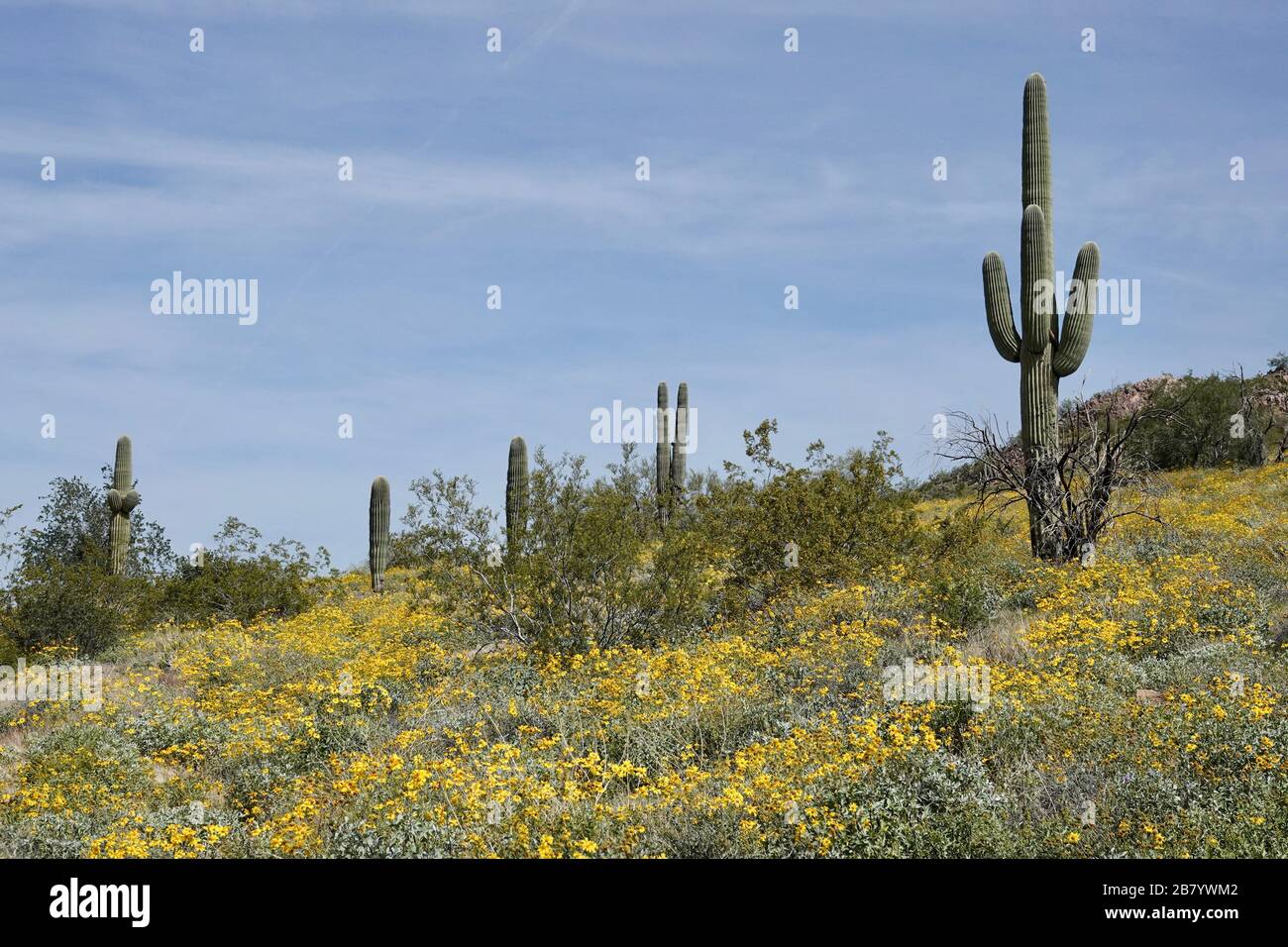 I papaveri gialli selvatici crescono nel deserto dell'Arizona durante la primavera. Foto Stock