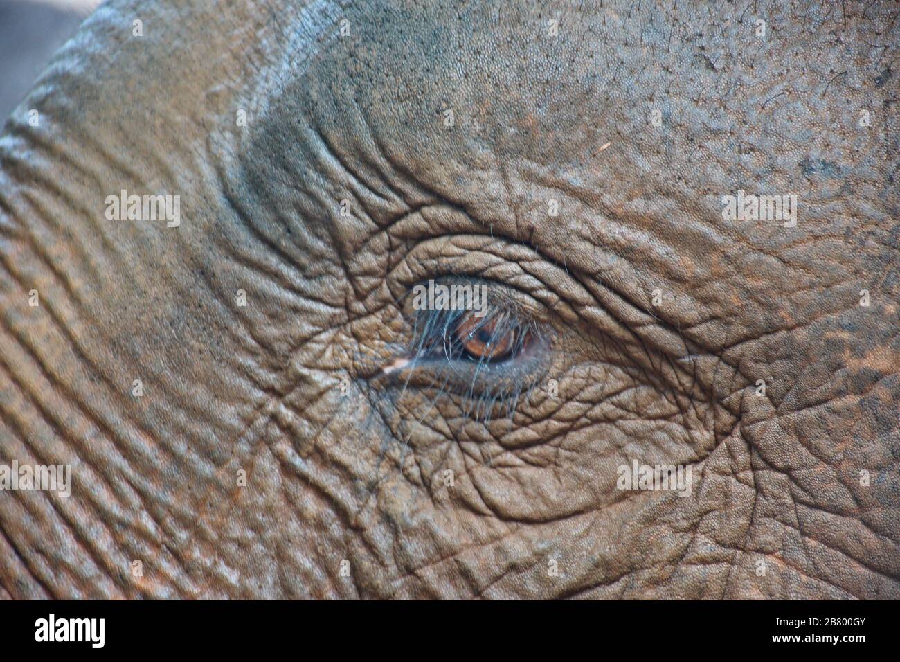 Primo piano dell'occhio di un elefante nella giungla cambogiana Foto Stock