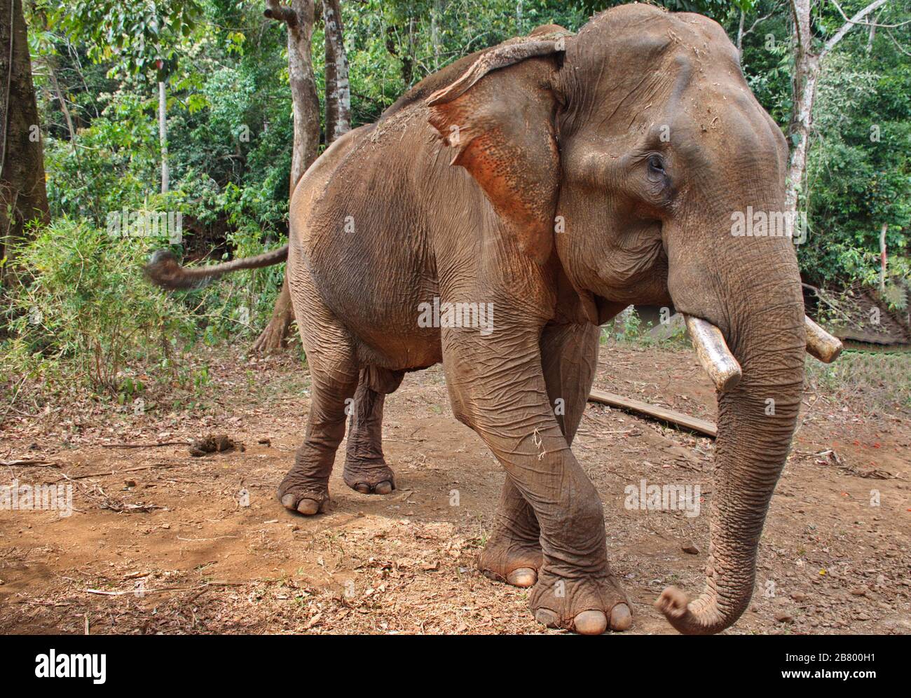 Ritratto dell'elefante nella giungla cambogiana Foto Stock