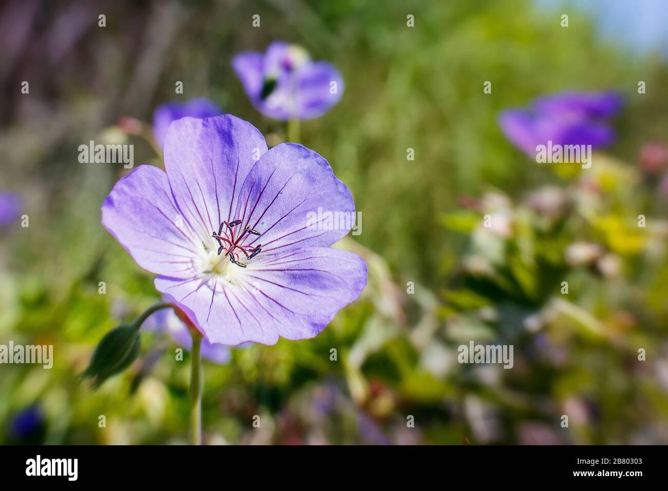 geranio blu chiaro e duro in pieno sole Foto Stock