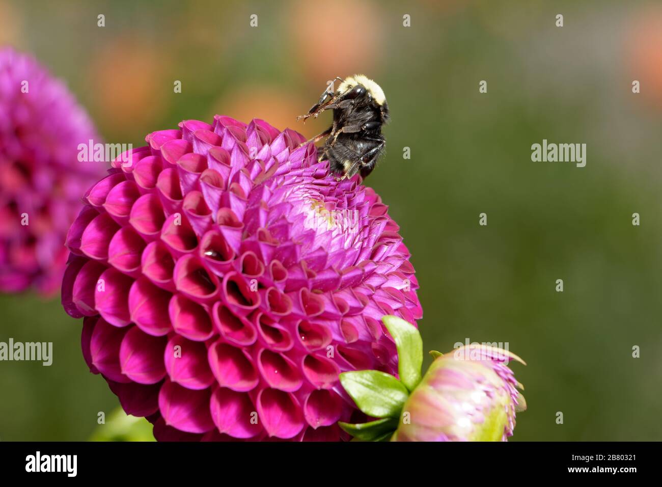 Un Bumble Bee (Bombus vosnesenskii) a faccia gialla si siede sulle sue gambe posteriori in cima ad una bella palla rosa scuro Dahlia. Foto Stock