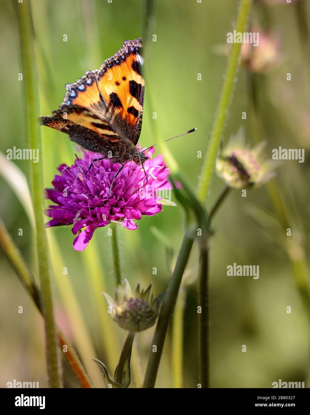 farfalla seduta su fiore viola Foto Stock