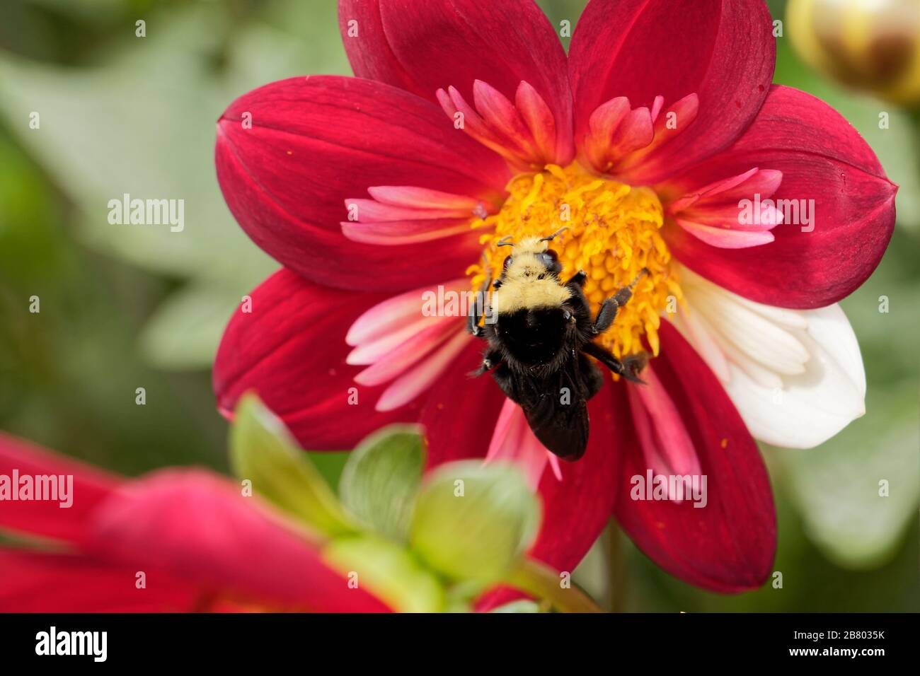 Un Bumble Bee (Bombus vosnesenskii) a faccia gialla impollinata un rosso e giallo Collarette Dahlia. Foto Stock