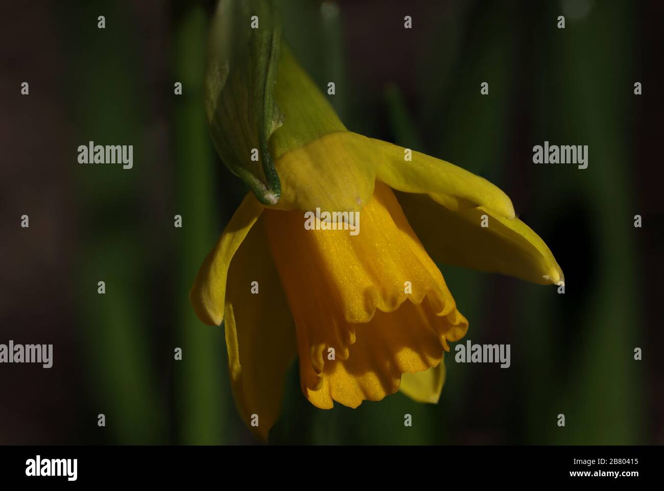 Singolo grande daffodil giallo Foto Stock