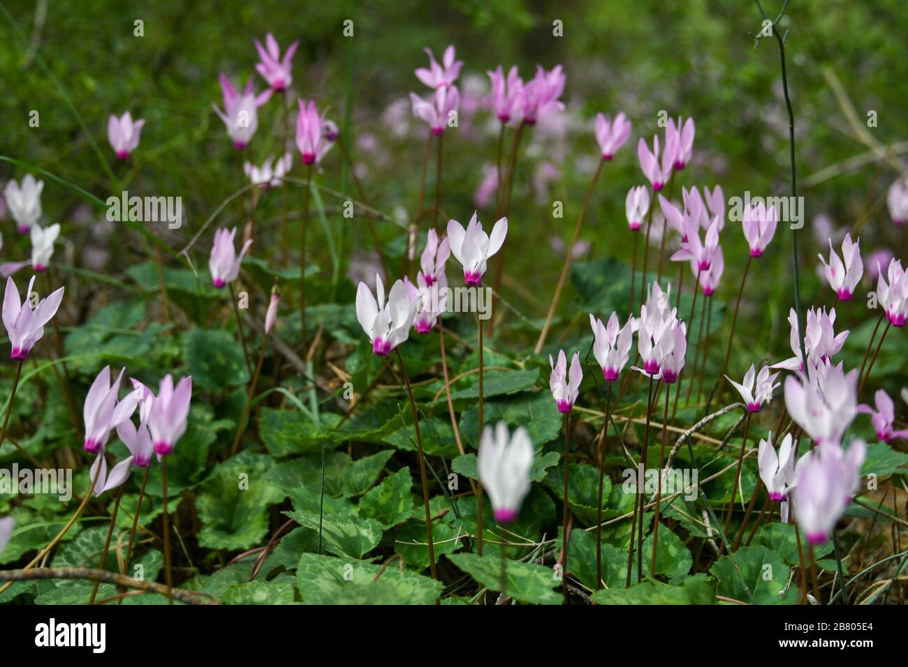 Un gruppo di violetti persiani In Fiore (Ciclamino perficum). Fotografato in Israele nel mese di marzo. Foto Stock
