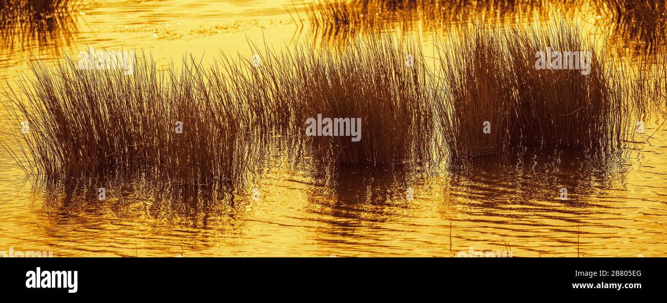 letto di canna e sfondo palude poster panorama in luce dorata Foto Stock