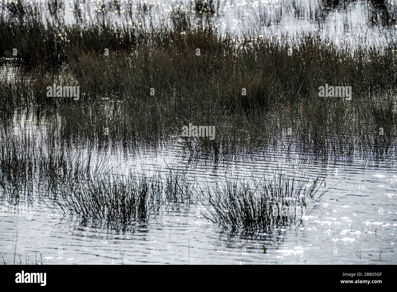 letto di canna e poster di sfondo paludoso Foto Stock