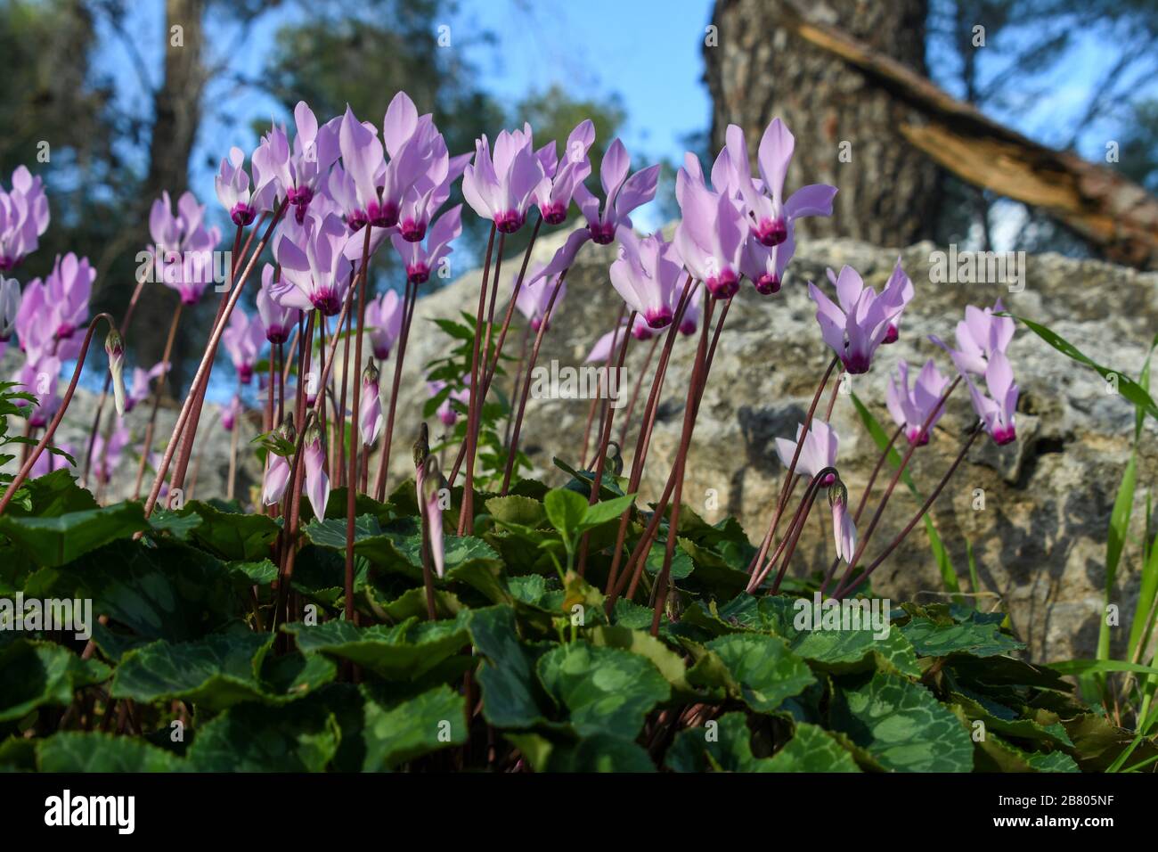 Un gruppo di violetti persiani In Fiore (Ciclamino perficum). Fotografato in Israele nel mese di marzo. Foto Stock