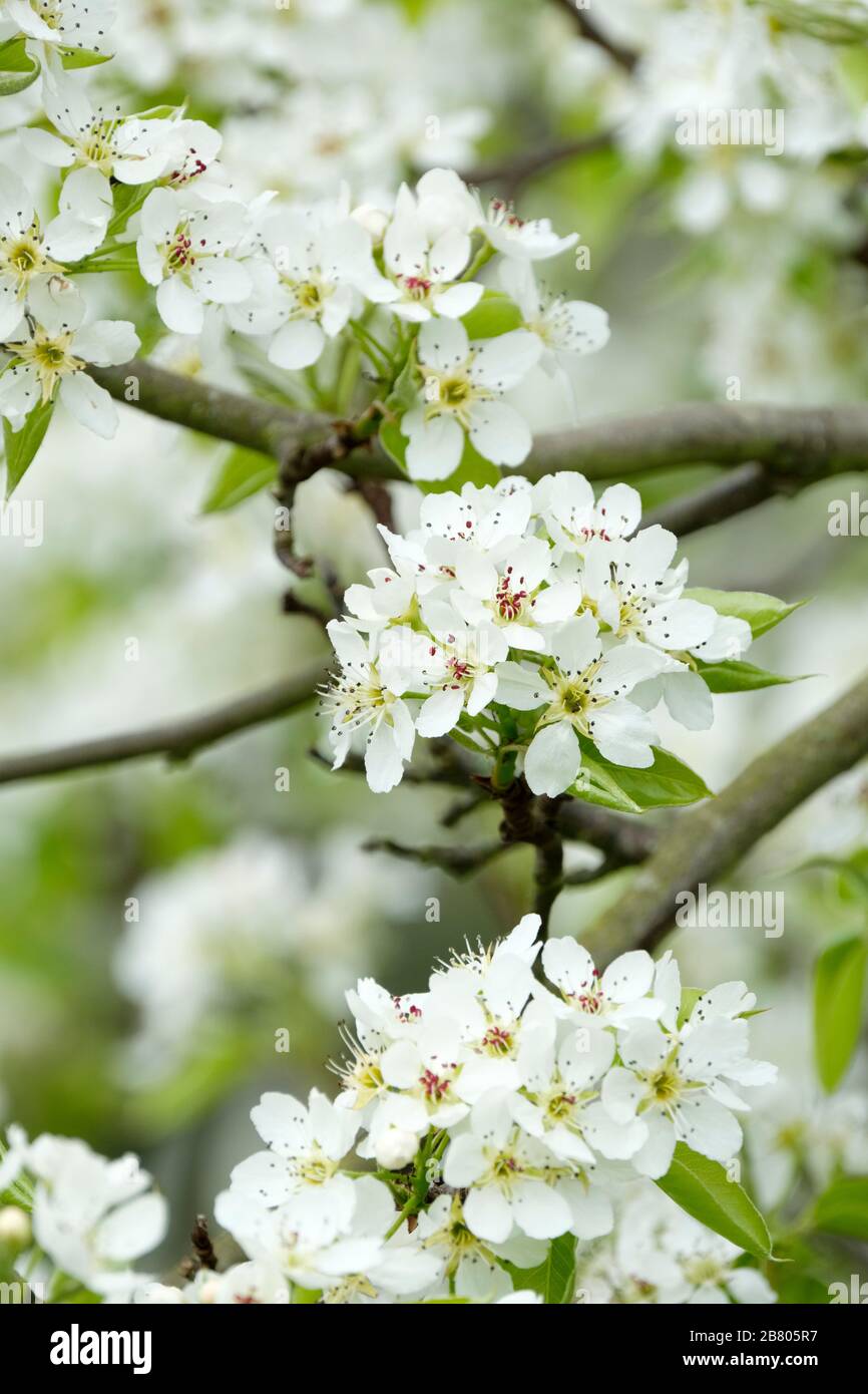 Fiore bianco di Pyrus bretschneideri, pera ya, perla, pera Nashi o pera bianca cinese Foto Stock