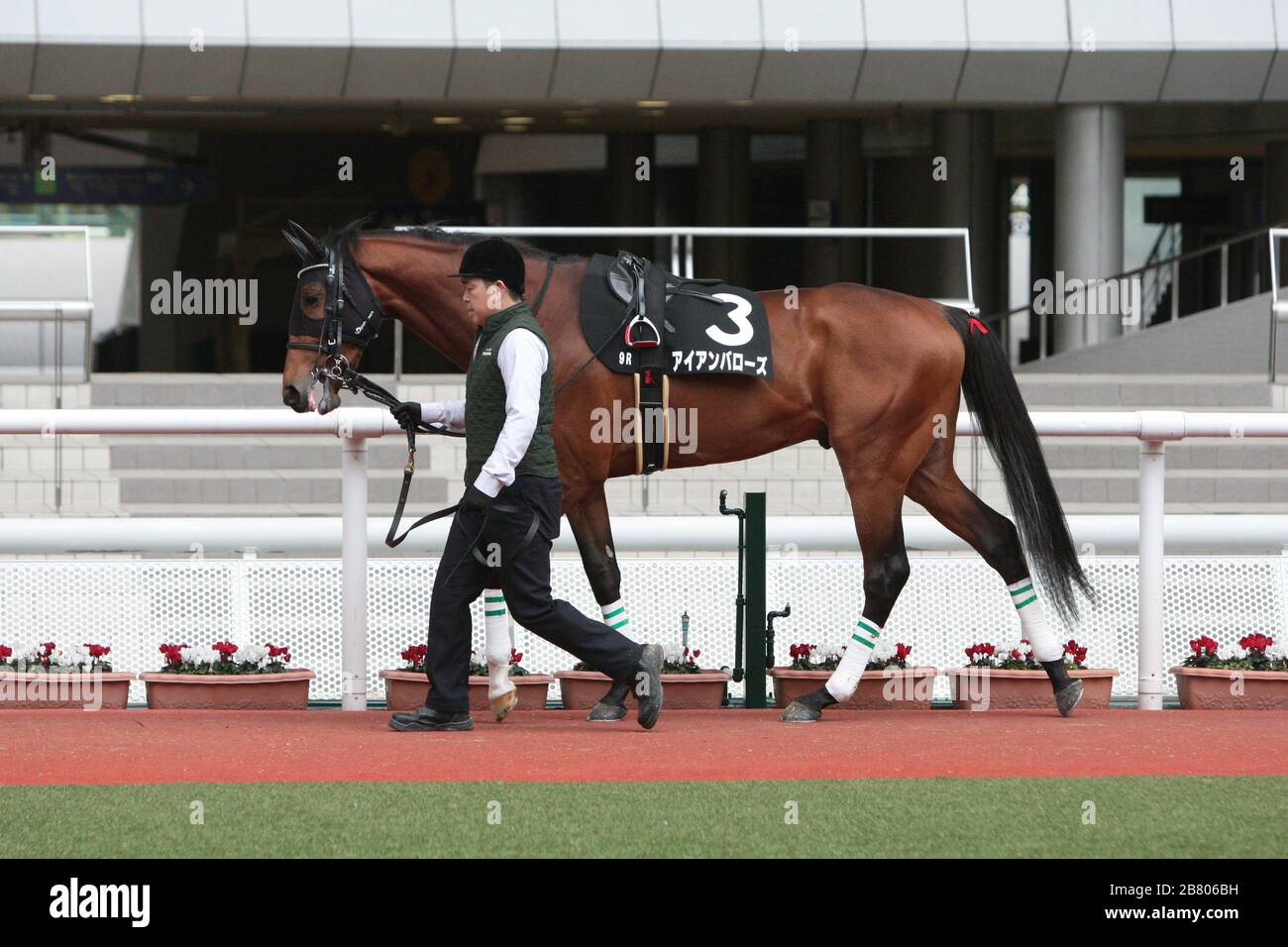 Hyogo, Giappone. 14 Marzo 2020. Corse ippiche di Barows di ferro : Barows di ferro è condotto attraverso il paddock prima del Hanshin 9R Yukiyanagi Sho all'ippodromo di Hanshin a Hyogo, Giappone . Credit: Eiichi Yamane/AFLO/Alamy Live News Foto Stock