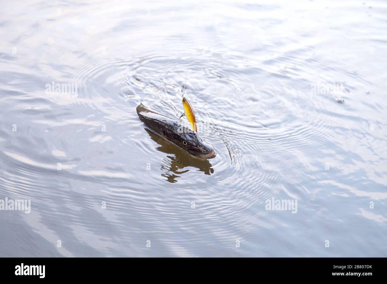 Appena pescati freshwater luccio del nord i pesci sanno come Esox lucius con esca in bocca per libbra di acqua. Il concetto di pesca, buona cattura - bocca aperta grandi pike w Foto Stock