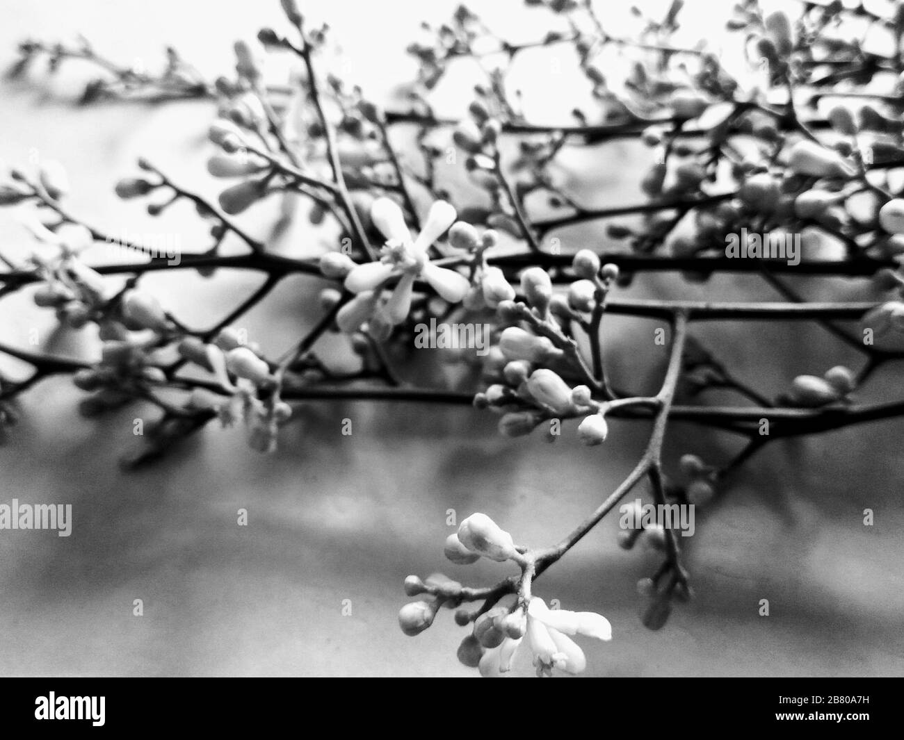 Un'immagine di fiori Foto Stock