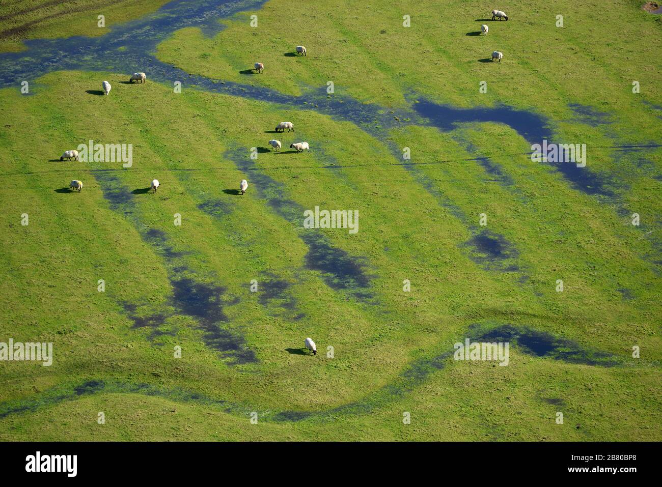 Pecore che pascolano su crinale antica e sistemi di campo di solco. Cuckmere Valley, East Sussex Foto Stock