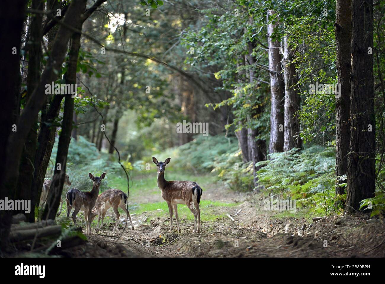 Capriolo in una foresta di radura all'alba. Foto Stock