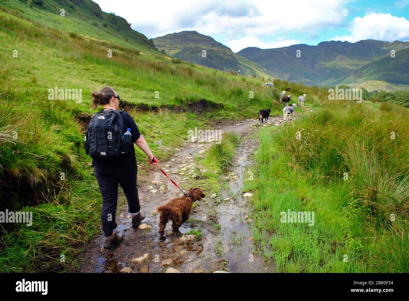 Escursioni con un cane nella valle di Langdale, nel Distretto dei Laghi Inglese, Cumbria. Foto Stock