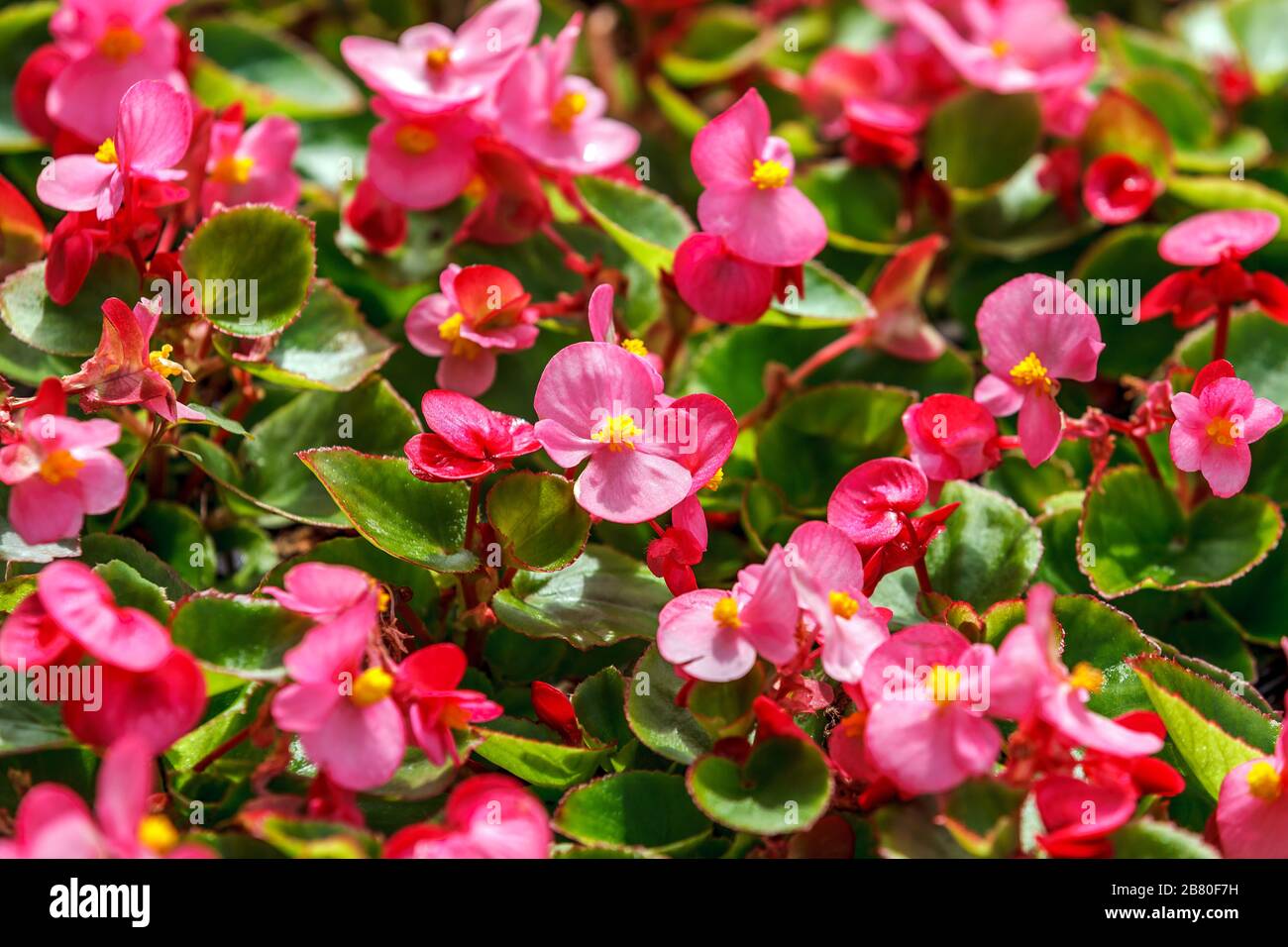 Begonia di cera rosa (begonia fiborosa) in giardino più vicino Foto Stock