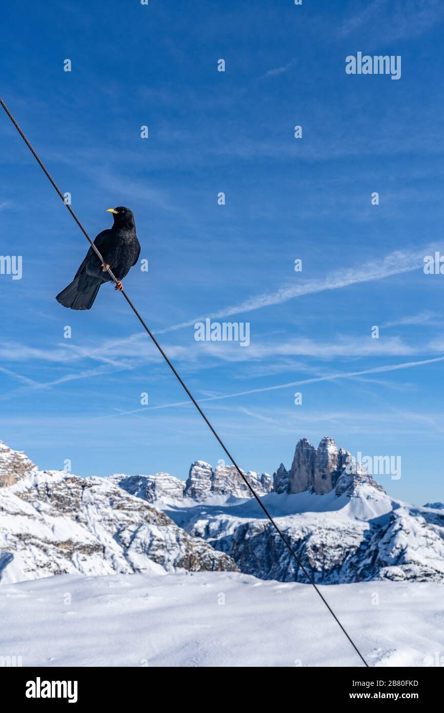 Inverno paesaggio alpino nelle tre vette Dolomiti con i Black Daws in attesa di essere feeded, Alto Adige, Italia, fotografia del paesaggio Foto Stock