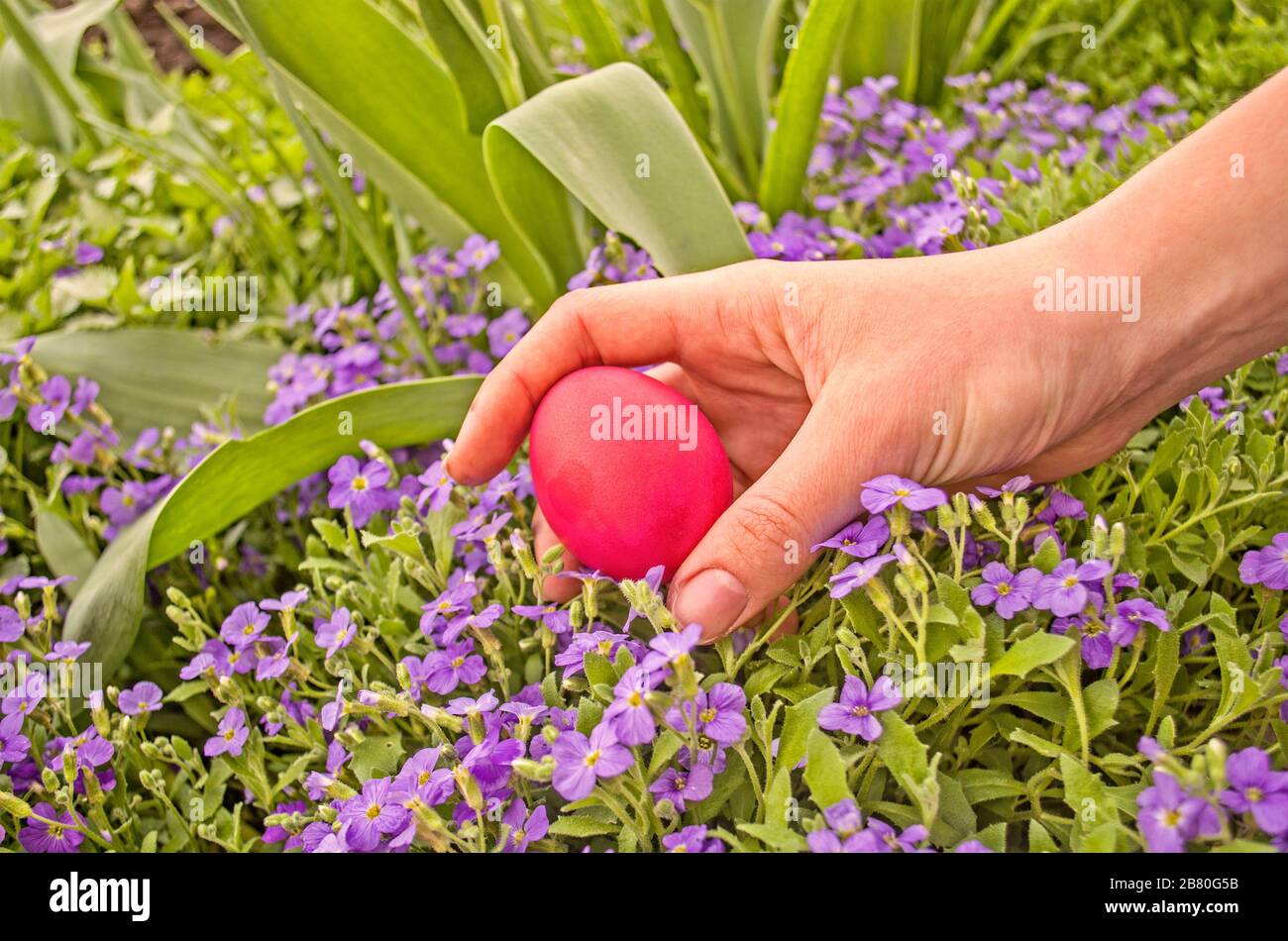 Caccia all'uovo di Pasqua. Mano e uova di pasqua nascoste in erba fresca verde. Foto Stock