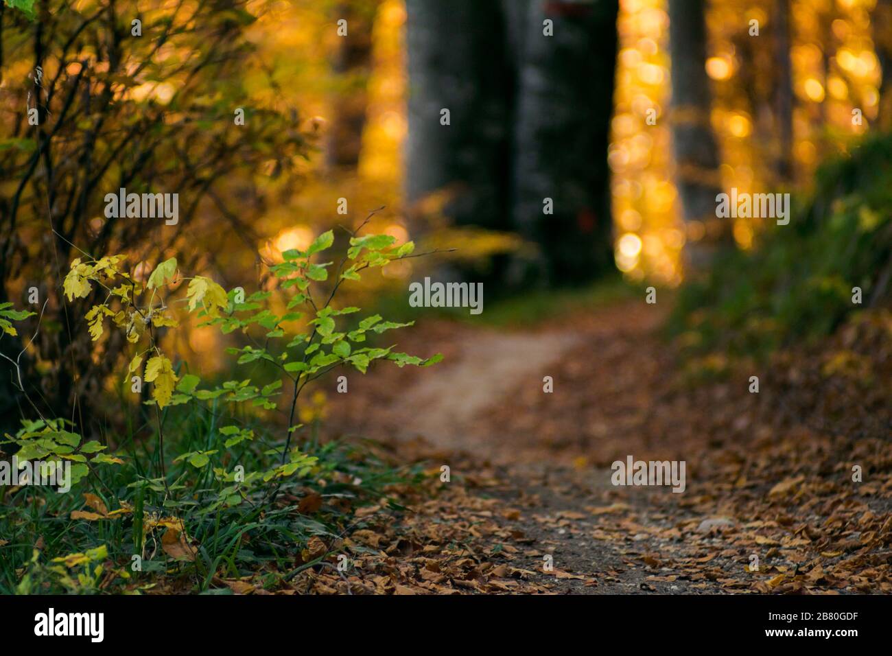 Foto scattata sul Monte Tampa, nel centro di Brasov Nikon D3300, lente Pentacon MC M42 135mm f2.8 Foto Stock