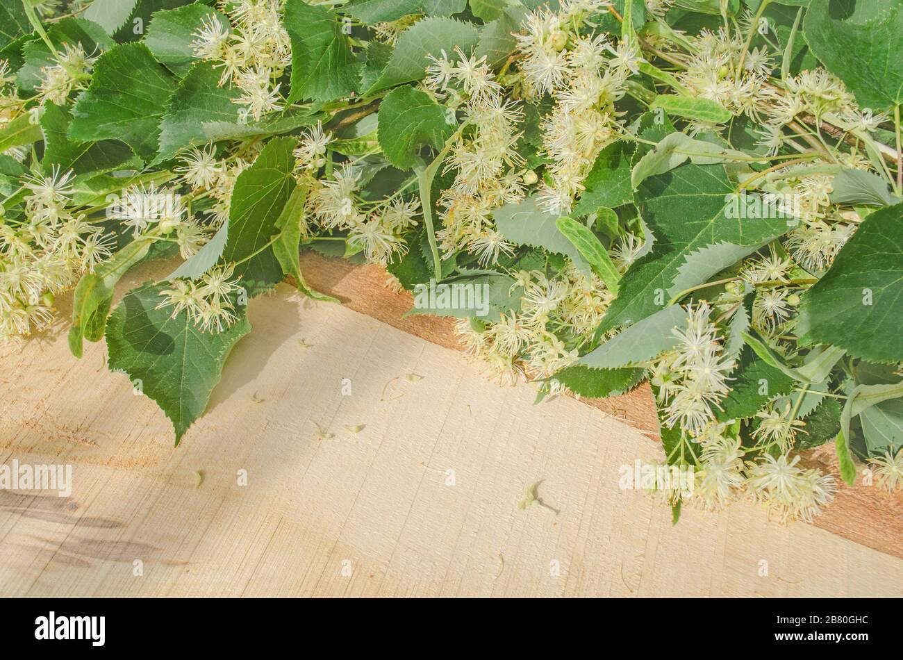 Fiori di tiglio su sfondo di legno. Fiori e foglie di tiglio closeup Foto Stock