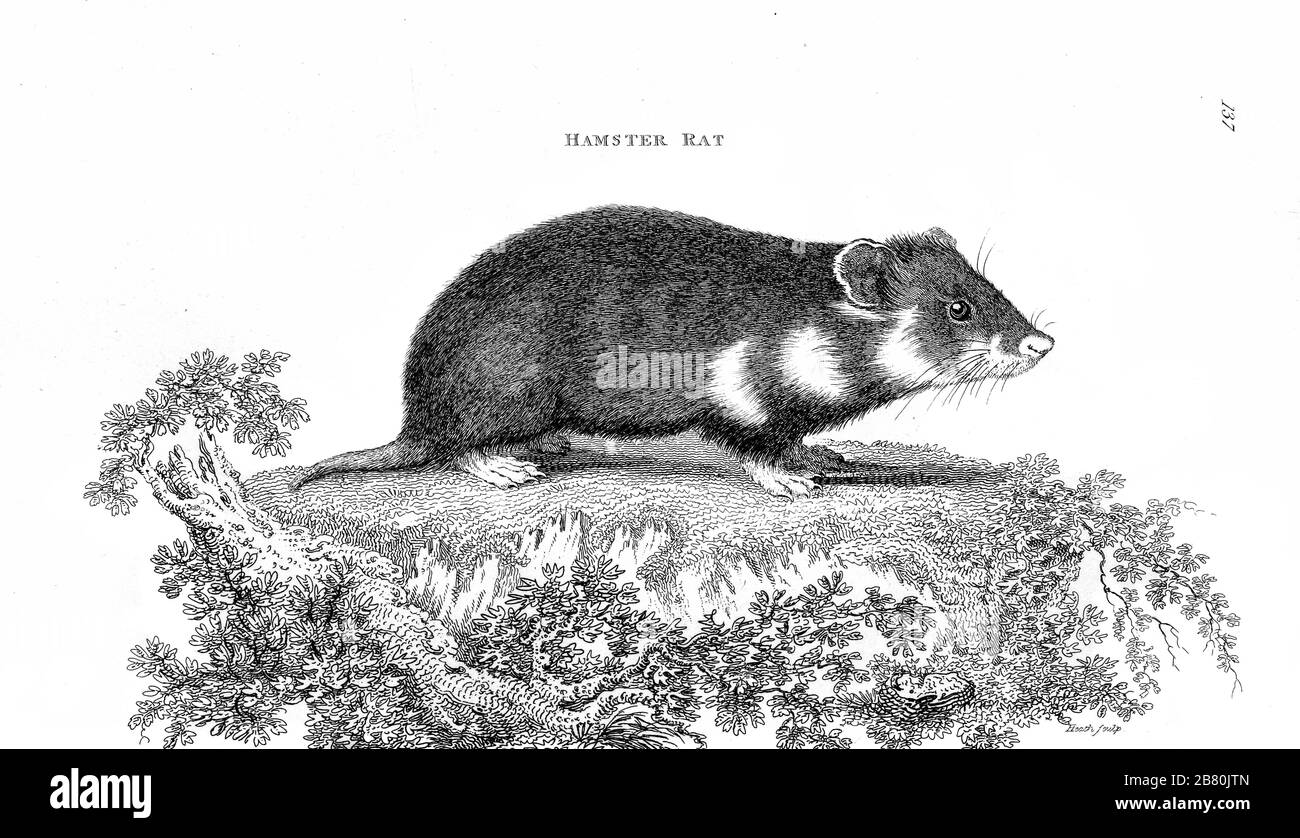 Ratto di criceto di zoologia generale, o, storia naturale Sistematica Vol 2 Mammalia, di Shaw, George, 1751-1813; Stephens, James Francis, 1792-1853; Heath, Charles, 1785-1848, incisore; Griffith, signora, incisore; Chappelow. Copperplate Stampato a Londra nel 1801 da G. Kearsley Foto Stock