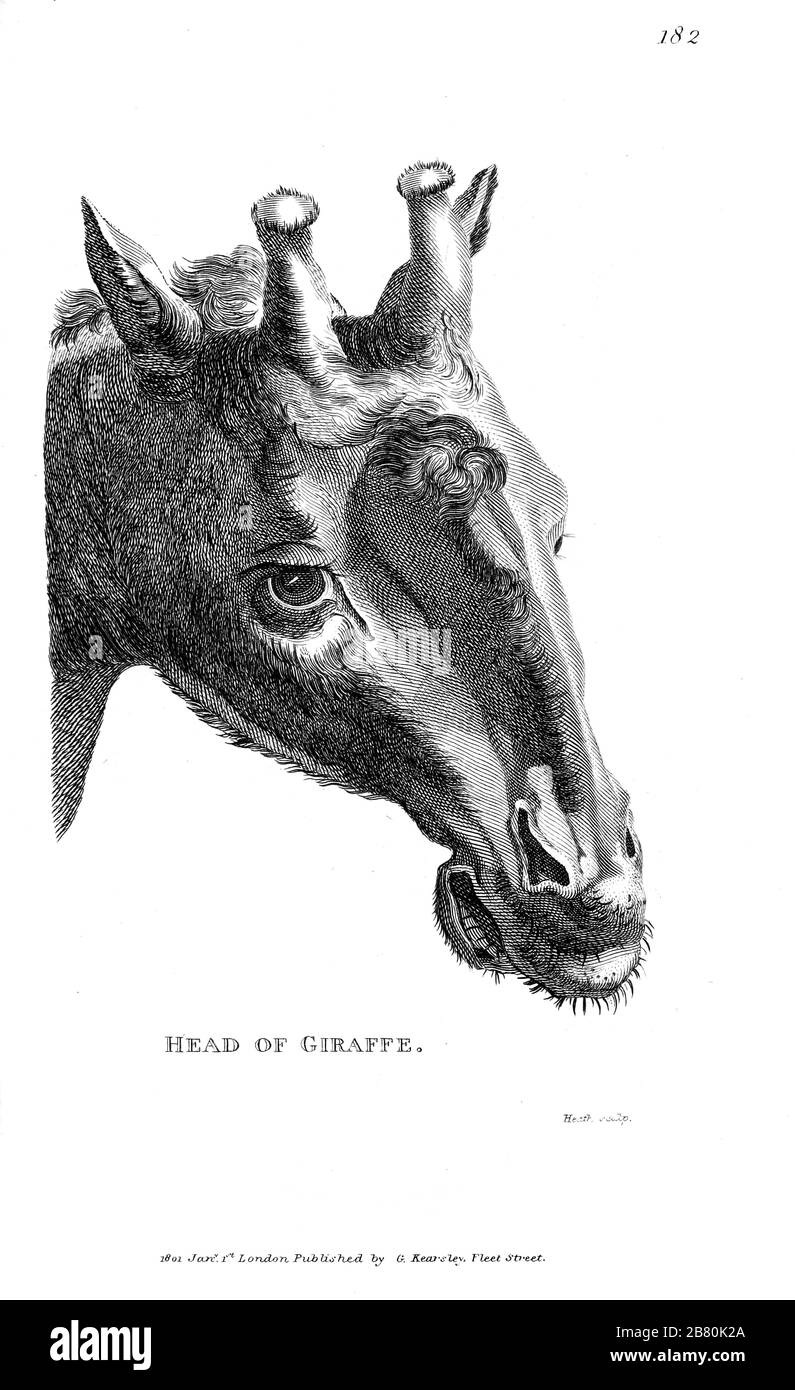 Ritratto di una giraffa primo piano della testa dalla zoologia generale, o, Sistematica storia naturale Vol II Parte 2 Mammalia, di Shaw, George, 1751-1813; Stephens, James Francis, 1792-1853; Heath, Charles, 1785-1848, incisore; Griffith, signora, incisore; Chappelow. Copperplate Stampato a Londra nel 1801 da G. Kearsley Foto Stock