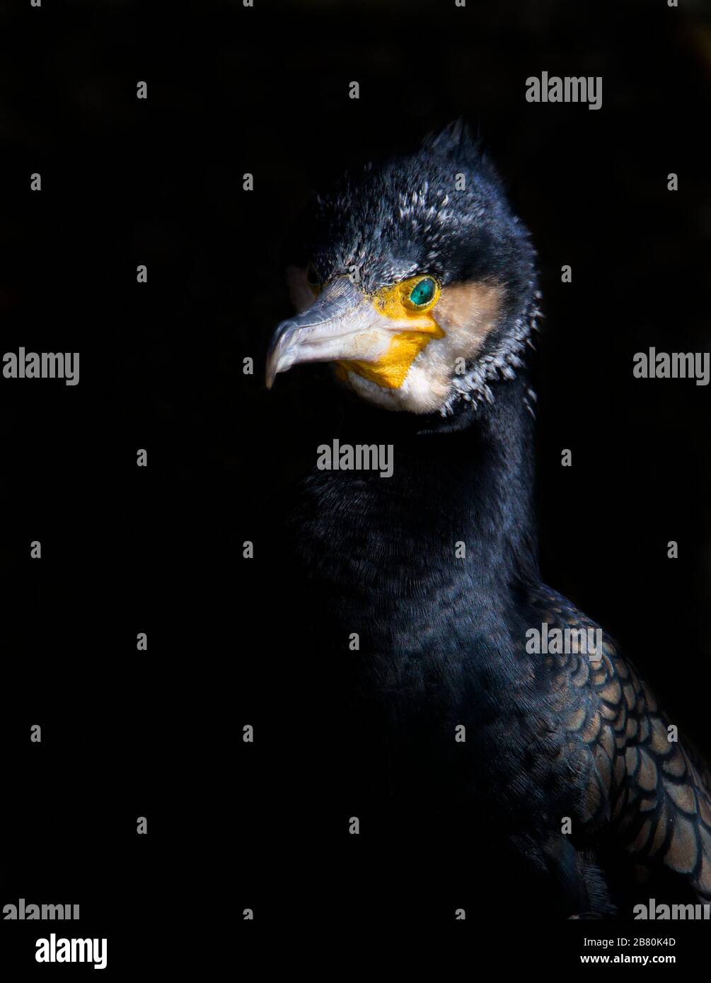 Colpo di testa di UN cormorano, Phalacrocorax carbo, illuminato dal sole da un lato isolato su uno sfondo nero. Preso a Keystaven UK Foto Stock