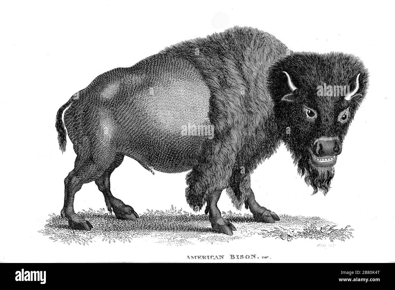 American Bison (Buffalo americano) di zoologia generale, o, storia naturale Sistematica Vol II Parte 2 Mammalia, di Shaw, George, 1751-1813; Stephens, James Francis, 1792-1853; Heath, Charles, 1785-1848, incisore; Griffith, signora, incisore; Chappelow. Copperplate Stampato a Londra nel 1801 da G. Kearsley Foto Stock