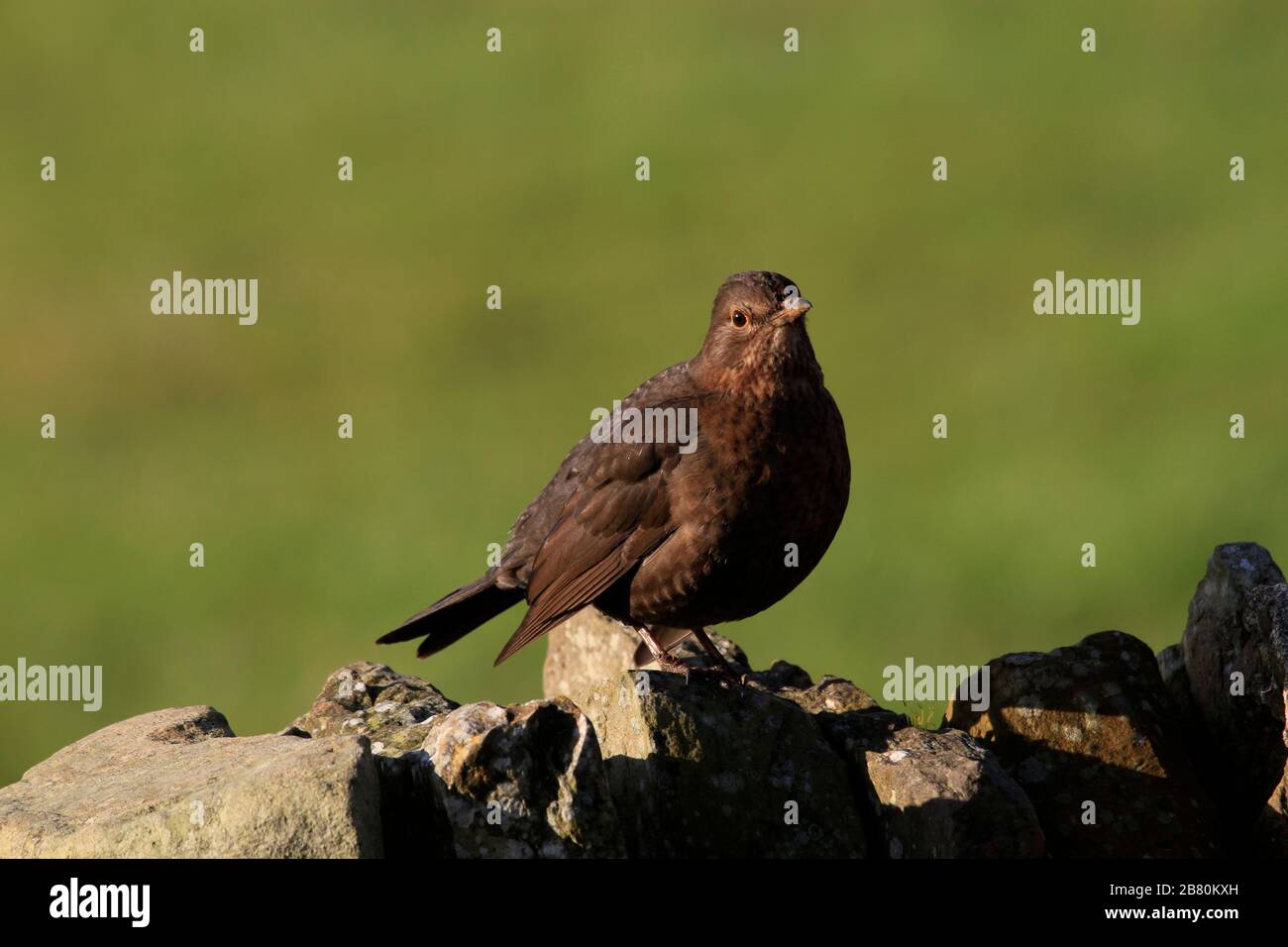 Blackbird femmina comune Foto Stock
