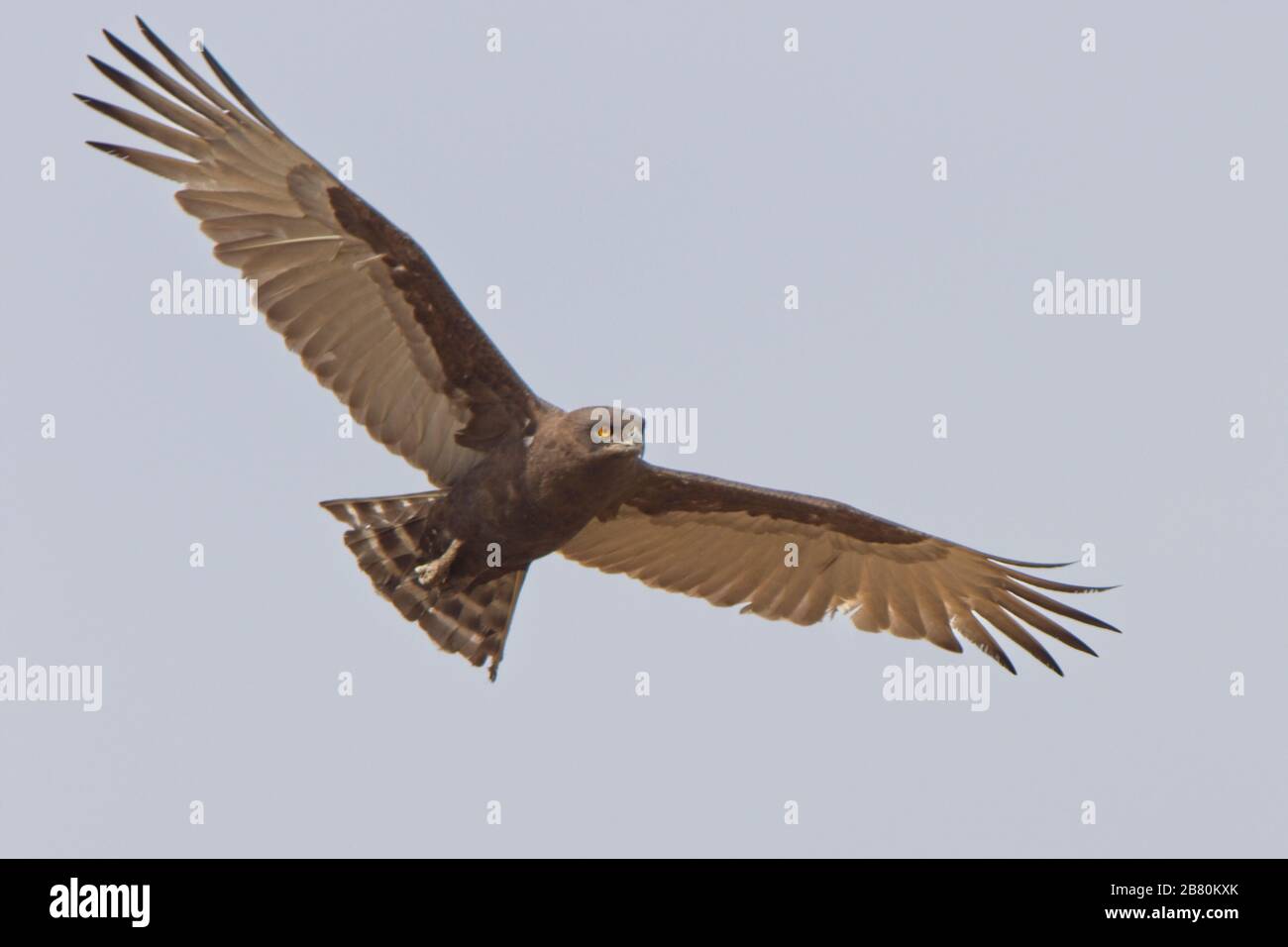 Aquila di serpente marrone (circaetus cinereus), adulto in volo, Gambia. Foto Stock