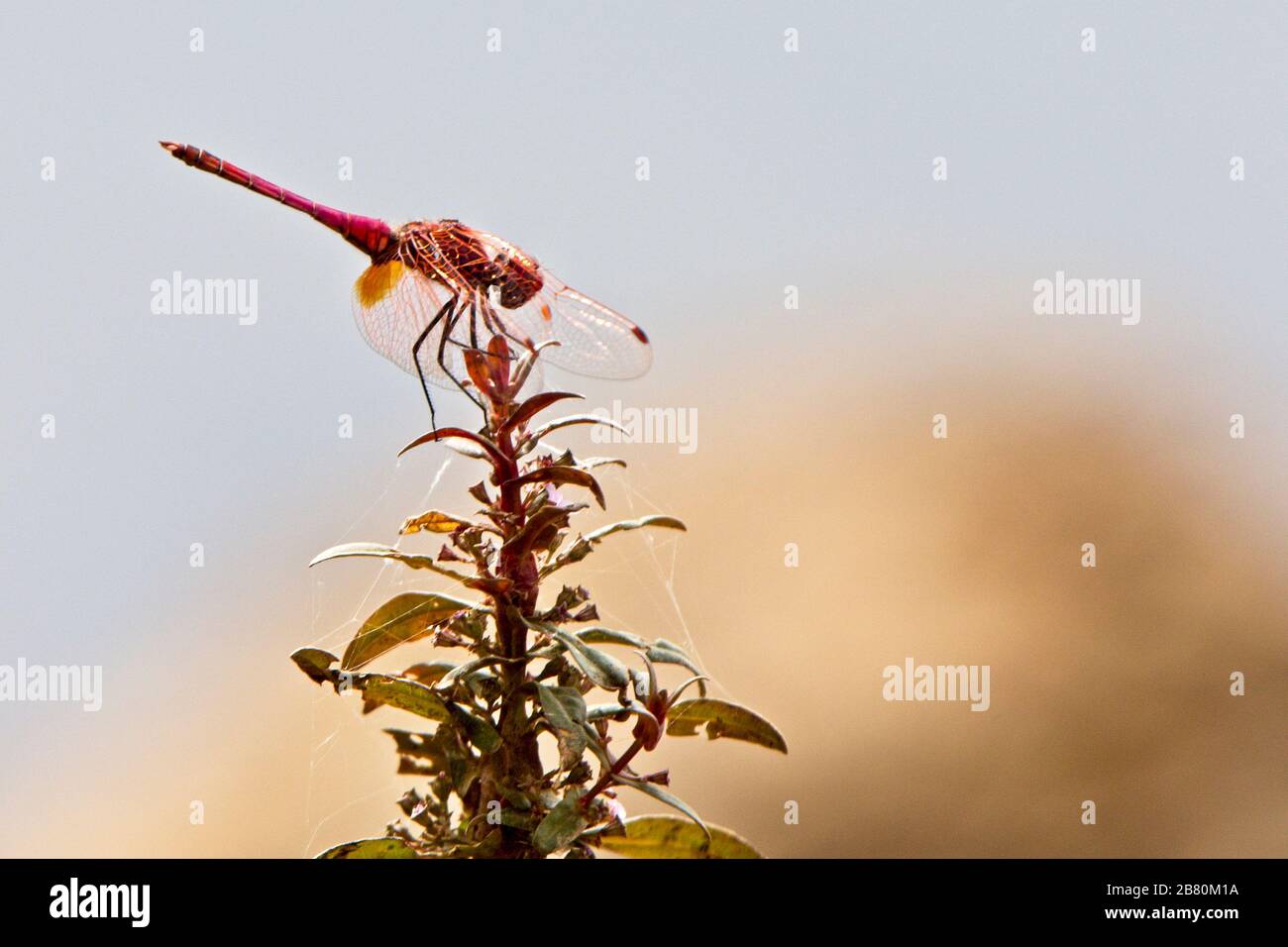 Libellula rossa Basker (Urothemis assignata), maschio arroccato, Gambia. Foto Stock