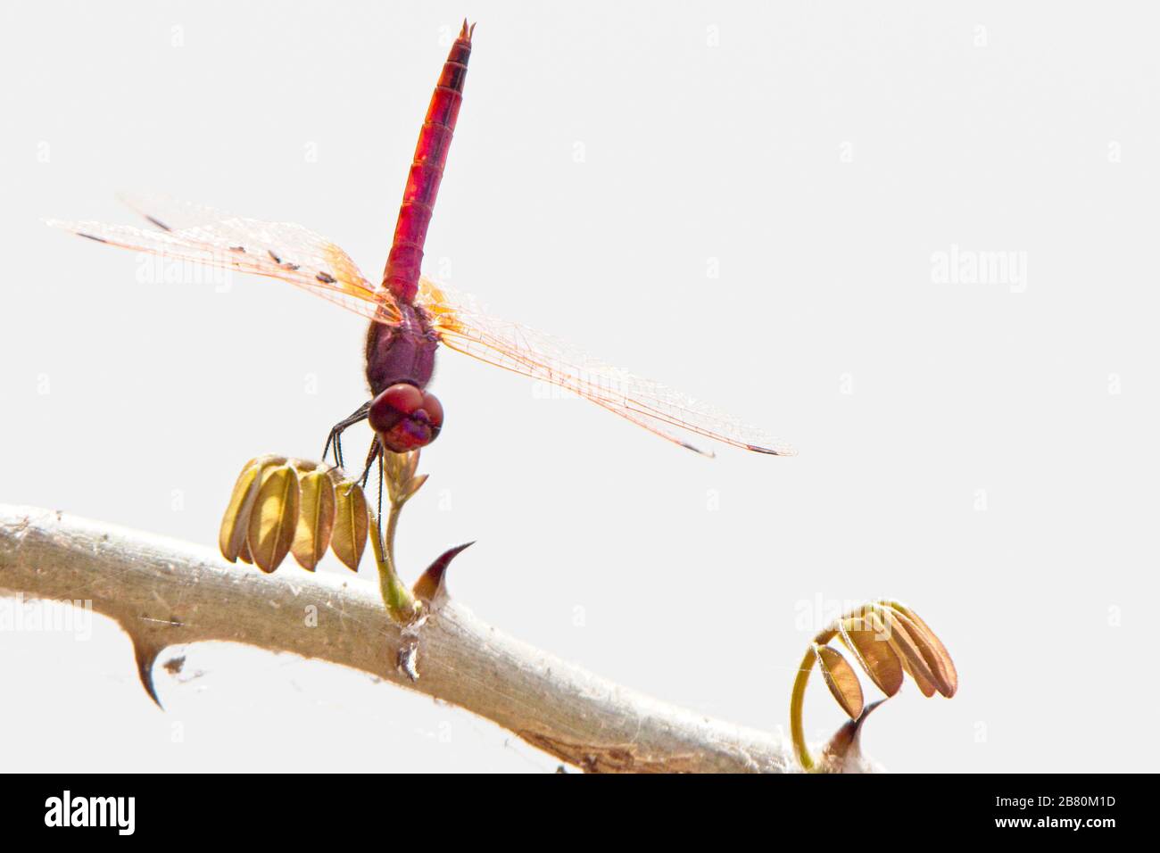 Libellula rossa Basker (Urothemis assignata), maschio arroccato, Gambia. Foto Stock