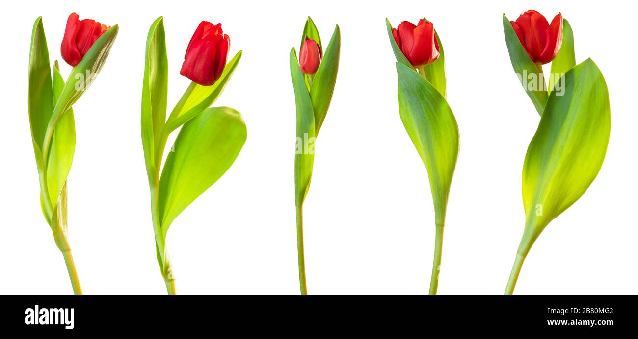 Bouquet rosso di tulipani (famiglia di giglio, Liliaceae) isolato su sfondo bianco, compreso il sentiero di taglio. Germania Foto Stock
