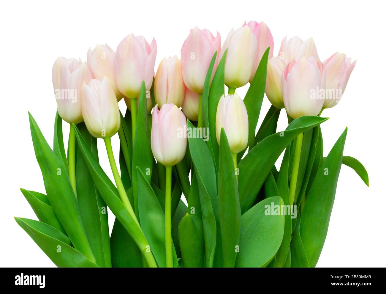 Un grande bouquet di fiori di tulipani bianchi e rosa (famiglia di giglio, Liliaceae) isolato su sfondo bianco, compreso il sentiero di taglio. Germania Foto Stock