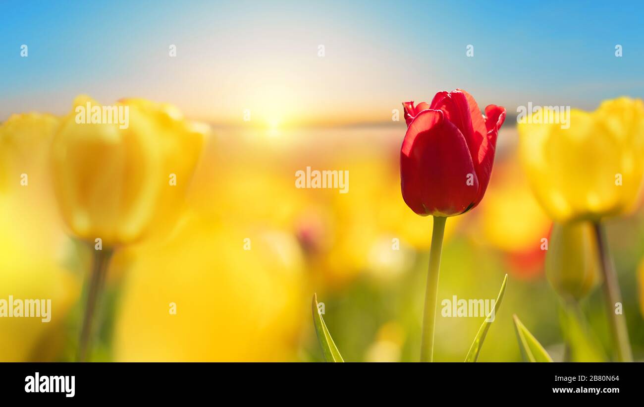 Campo di tulipani con alba. Tulipani gialli e rossi al semaforo posteriore, Germania. Fotografia retroilluminata Foto Stock