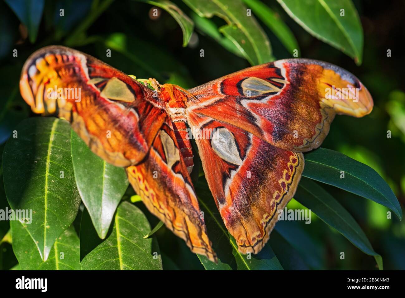 Atlante Moth - atlante di Attaco, bella grande e iconica Moth dalle foreste asiatiche e boschi, Borneo, Indonesia. Foto Stock