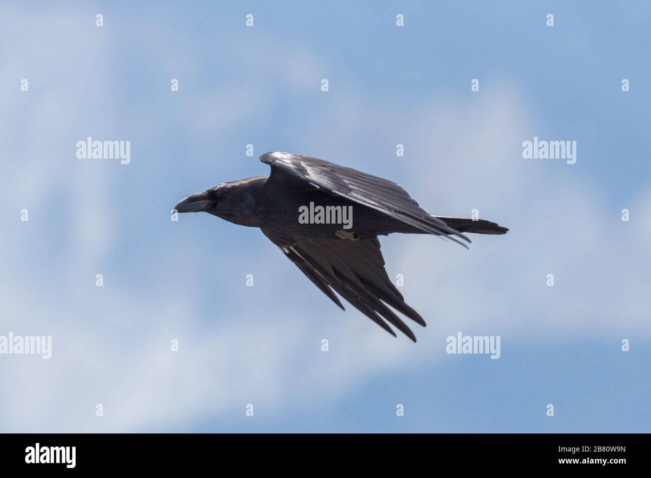 primo piano vista laterale naturale raven settentrionale (corvus corax) in volo Foto Stock