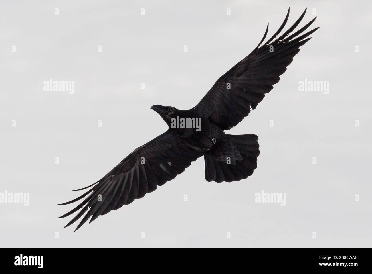 primo piano isolato corvo settentrionale (corvus corax) in volo con ali sparse al sole Foto Stock