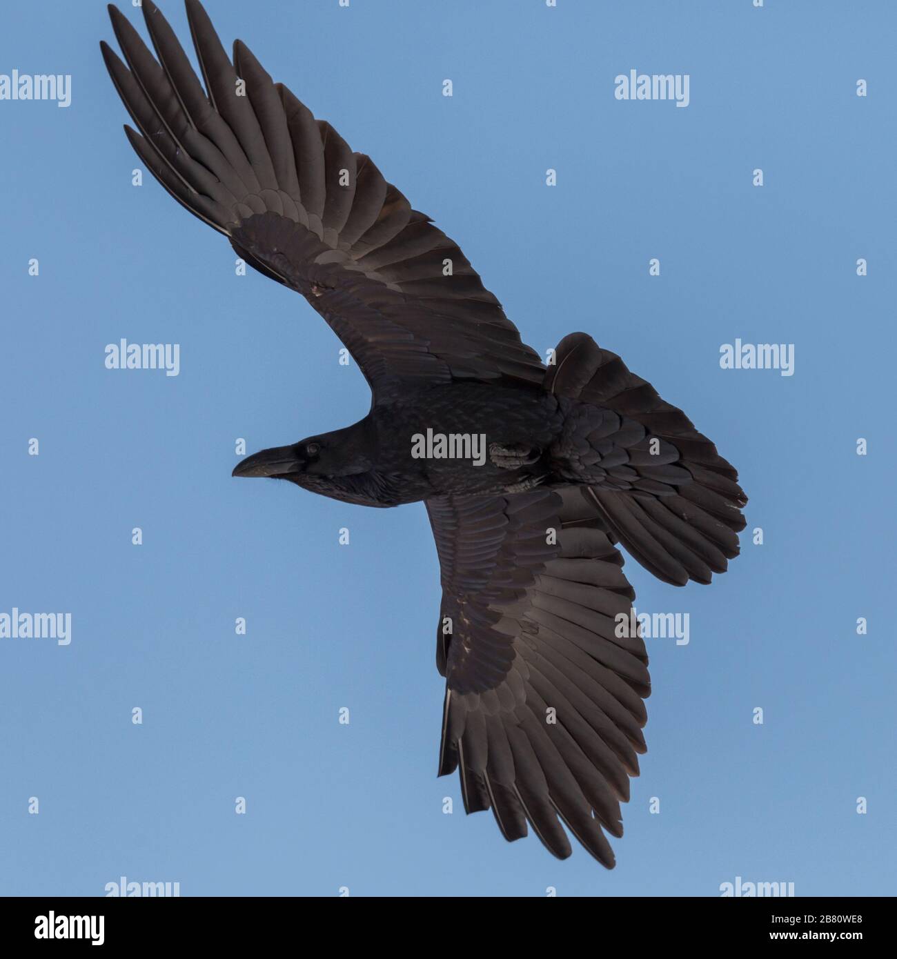 primo piano corvo settentrionale (corvus corax) in volo in cielo blu, ali sparse Foto Stock