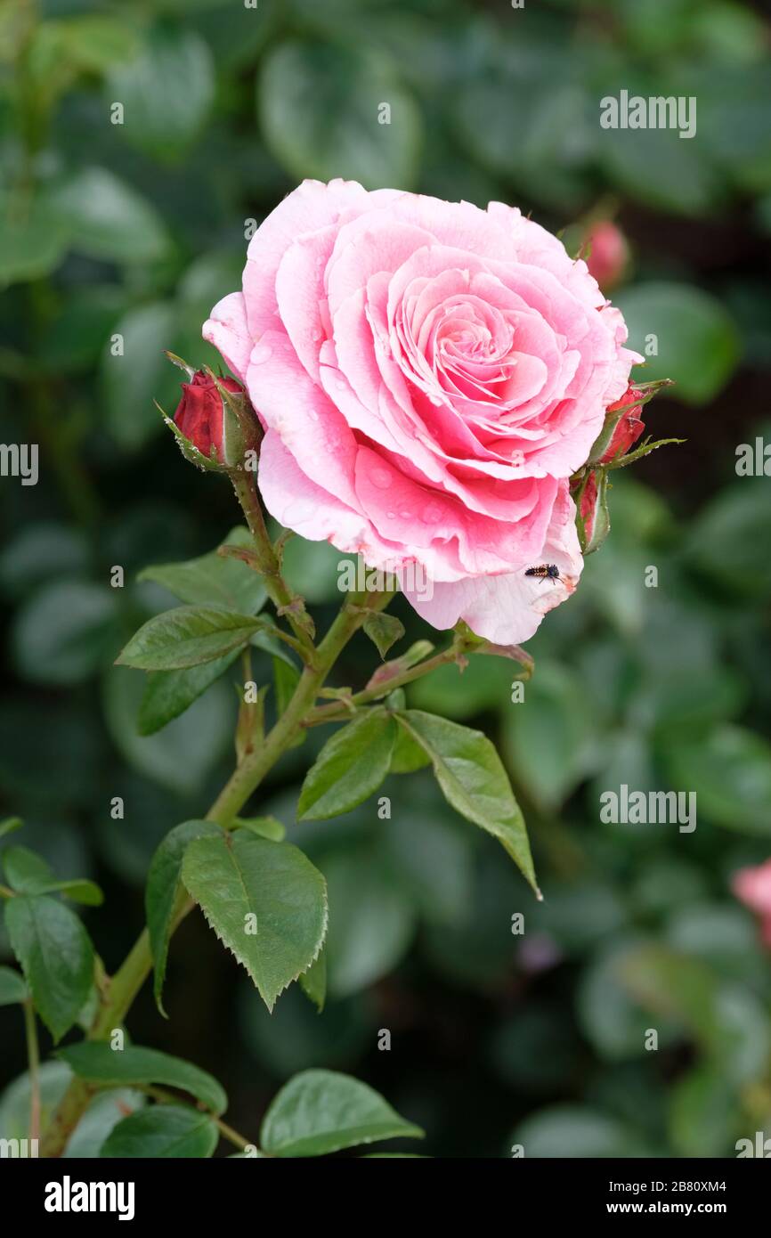 Rosa Tickled Rosa 'Fryhunky' o rosa rosa Tickled Fryhunky floribunda rosa. Rosa dell'anno 2007 Foto Stock