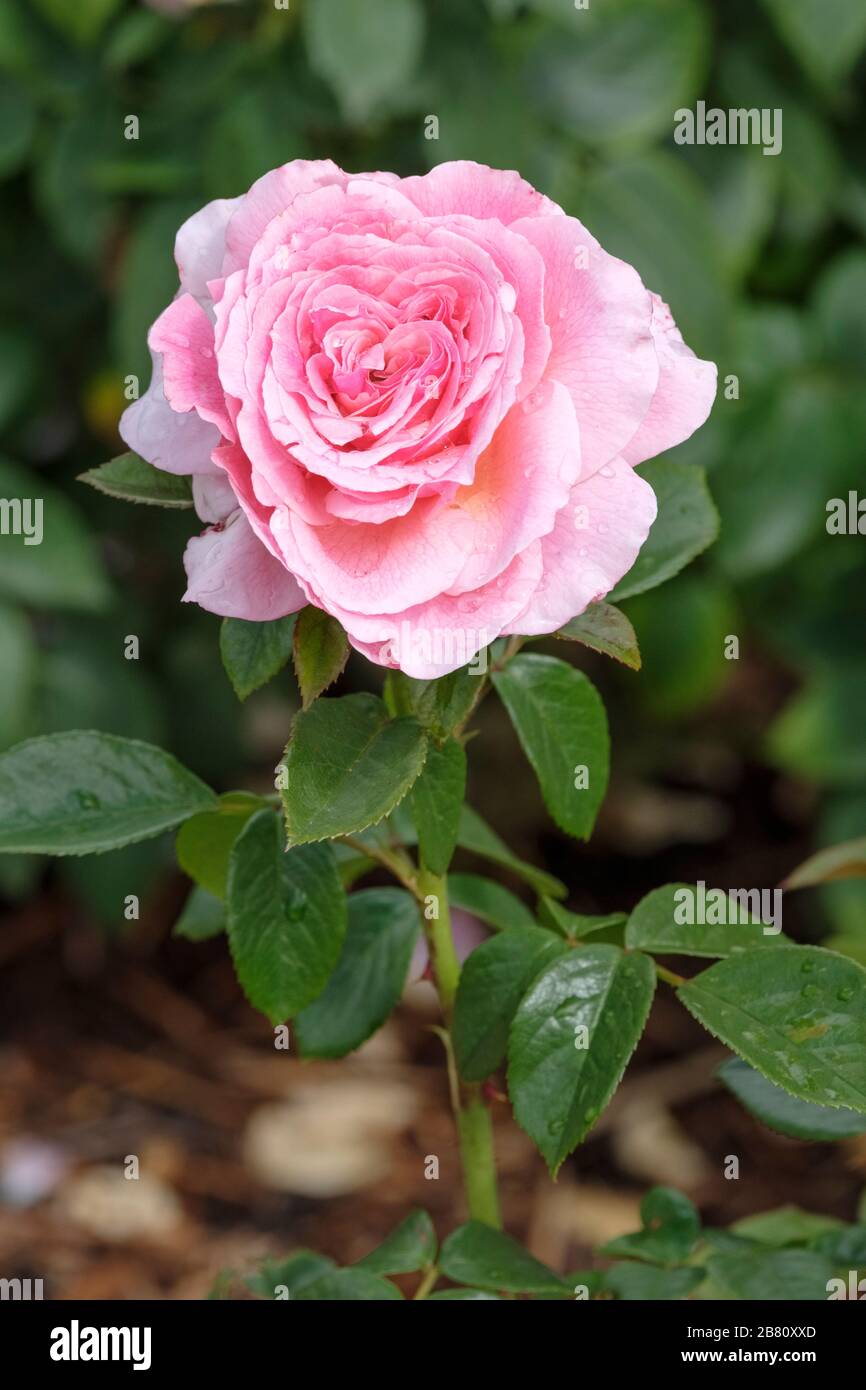 Rosa Tickled Rosa 'Fryhunky' o rosa rosa Tickled Fryhunky floribunda rosa. Rosa dell'anno 2007 Foto Stock