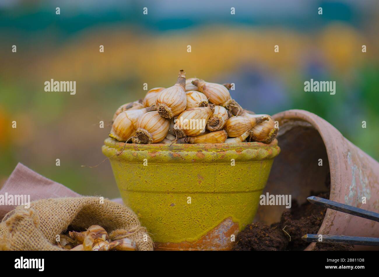 Giardinaggio e narcisi in crescita nel giardino della casa Foto Stock