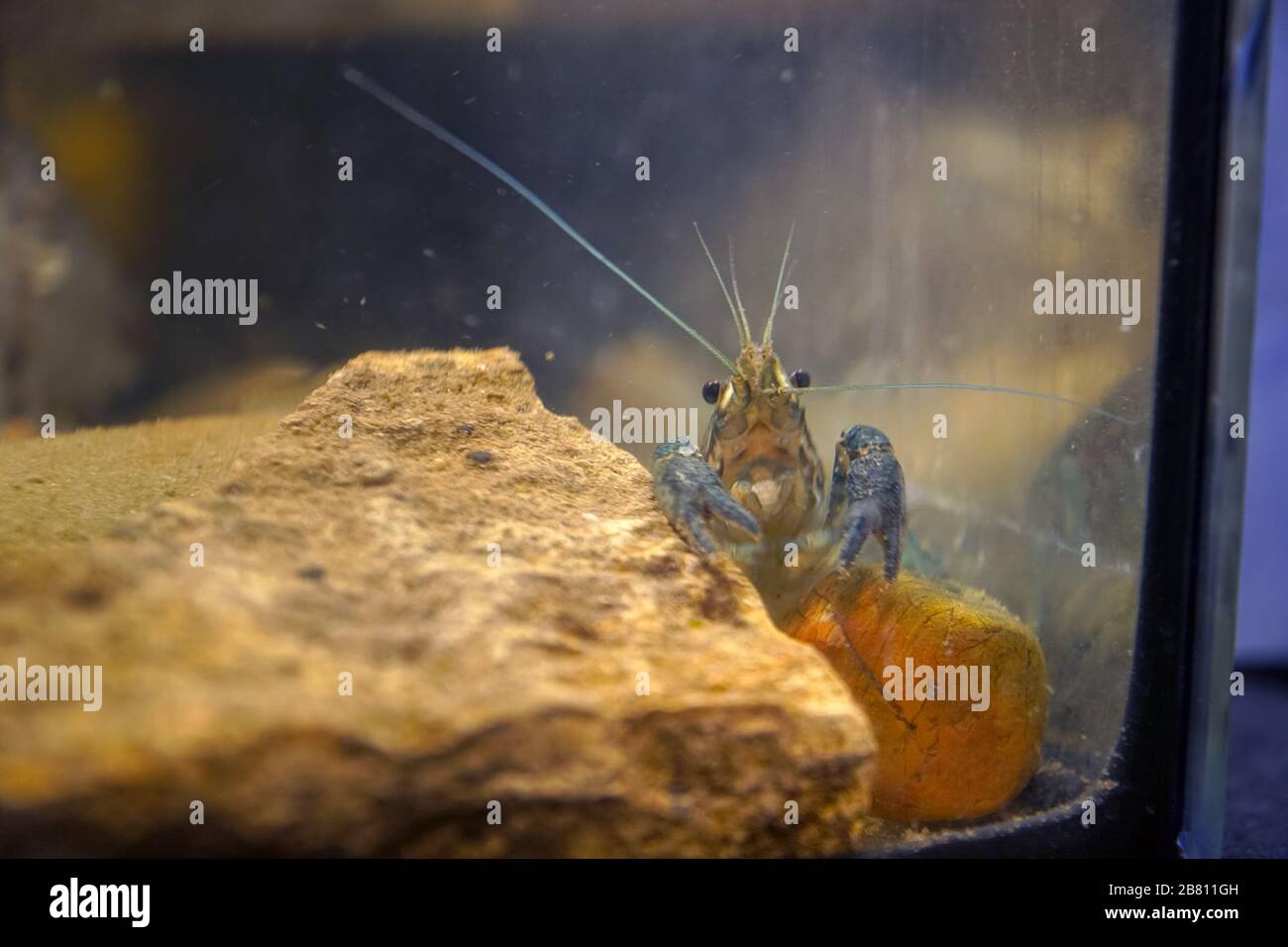 Gamberi di marmo seduti su una pietra in un acquario. Procarambus virginalis. Messa a fuoco selettiva Foto Stock