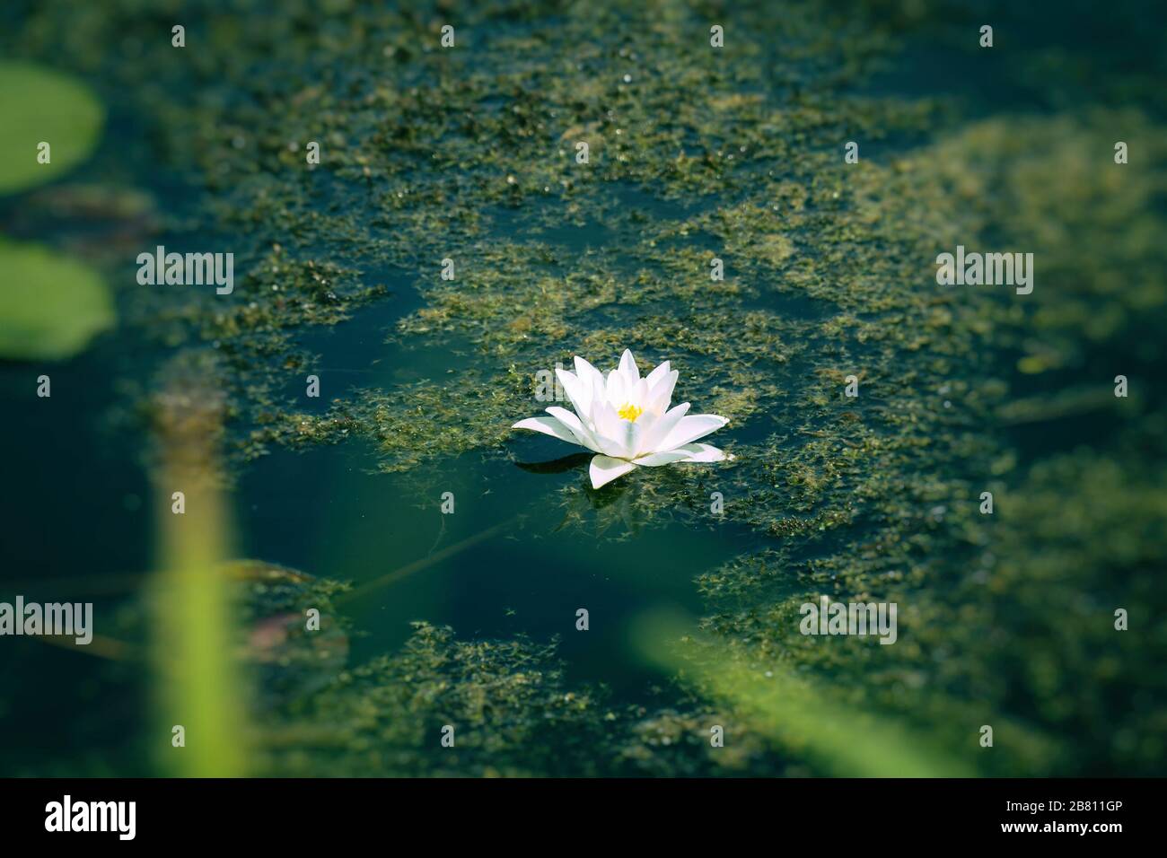 Nenuphar bianco o giglio d'acqua nel folto di uno stagno o lago. Messa a fuoco selettiva. Nymphaea alba Foto Stock